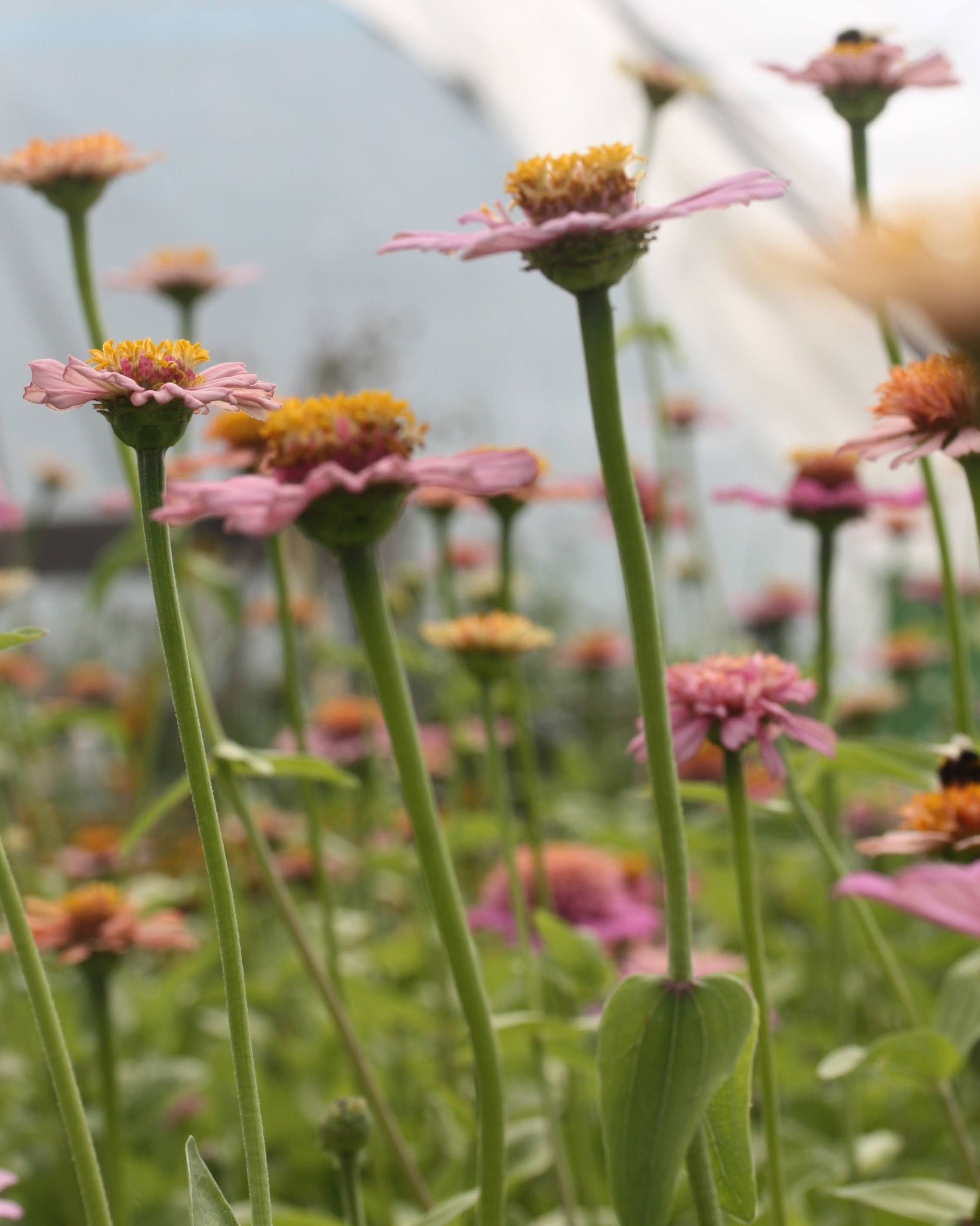 Zinnia Cresto Peachy Pink på lange stengler i puddertoner og aprikos