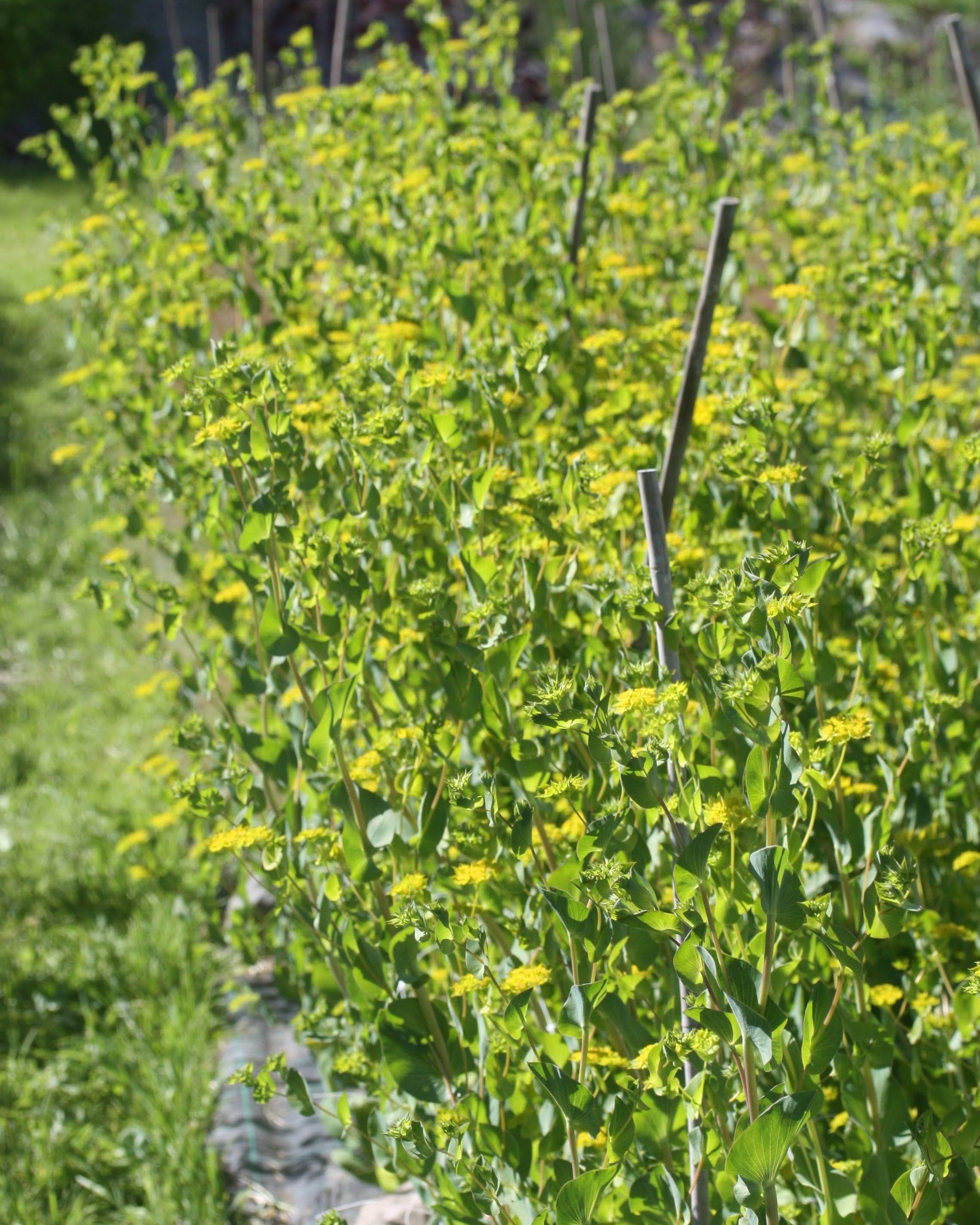 Hareøre Griffithii Select – snittblomst med bevegelse og letthet i buketten