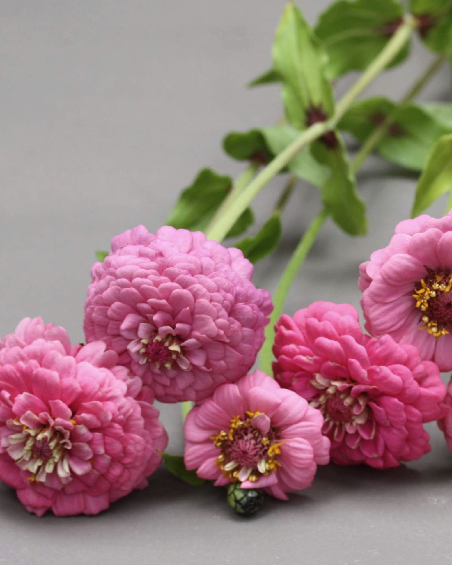 Zinnia Oklahoma Pink nærbilde - små til middels store rosa blomster