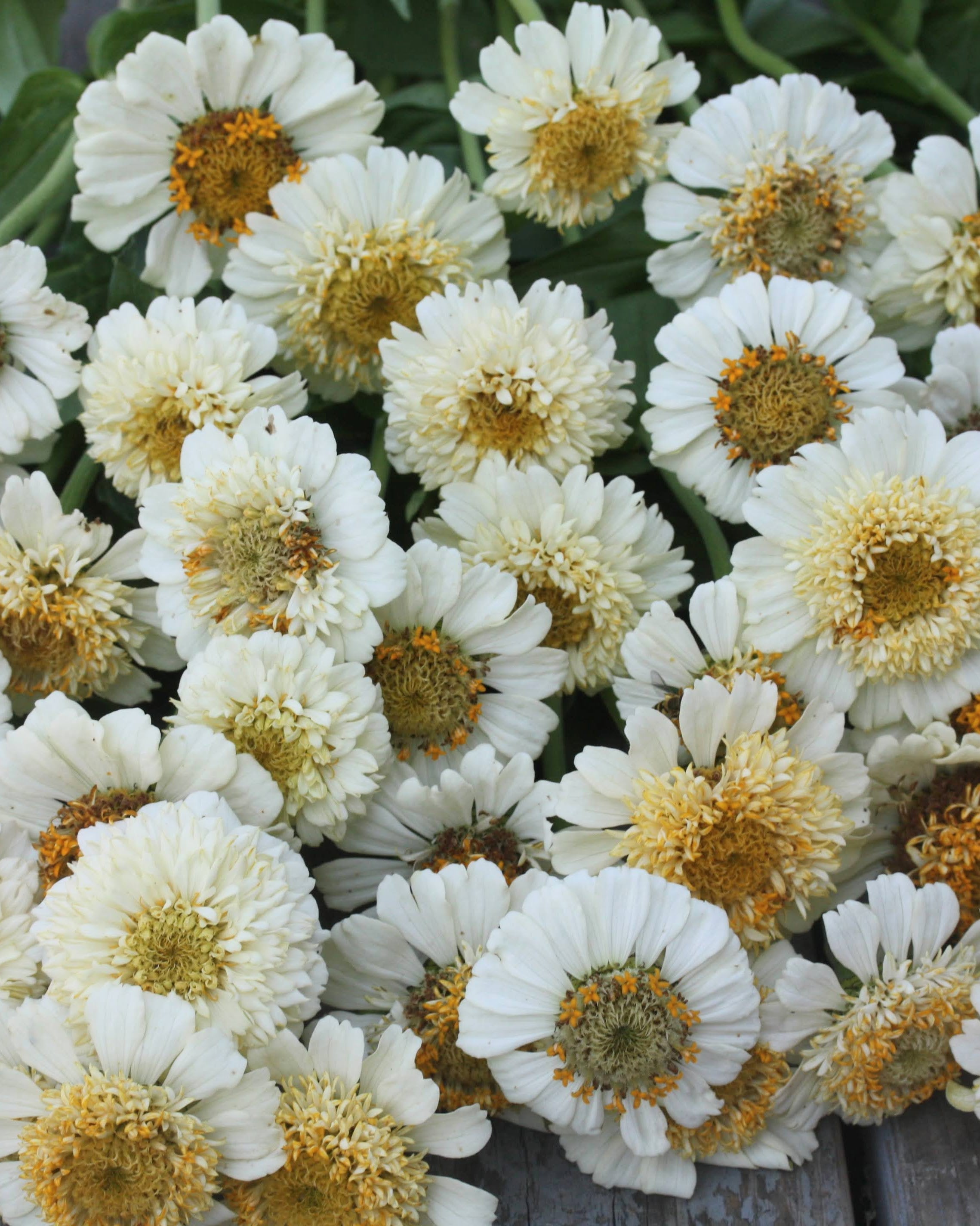 Zinnia Zinderella White - varm kremhvit zinnia perfekt som snittblomst