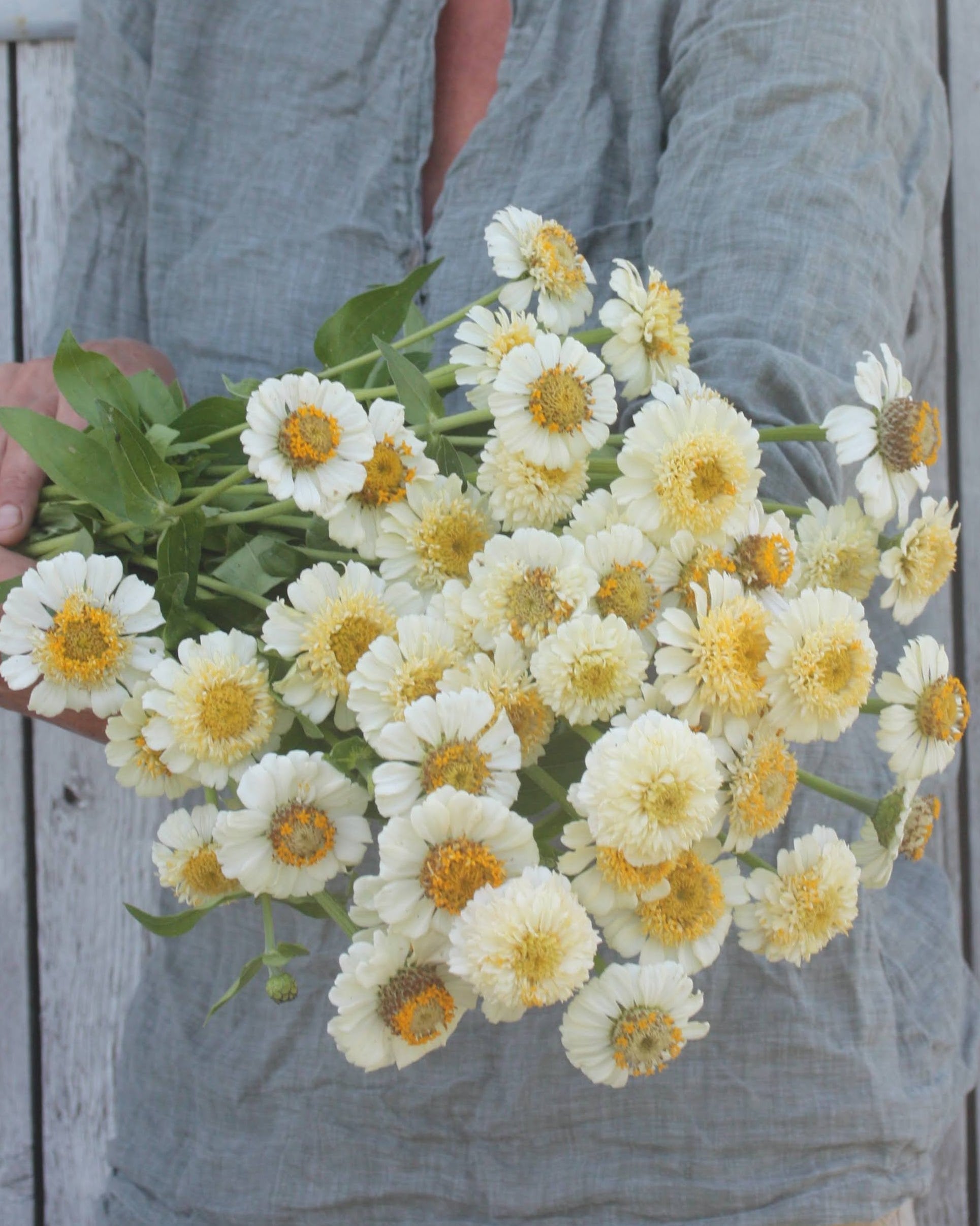Zinnia Zinderella White med myke kremtoner og elfenbenshvite blomster