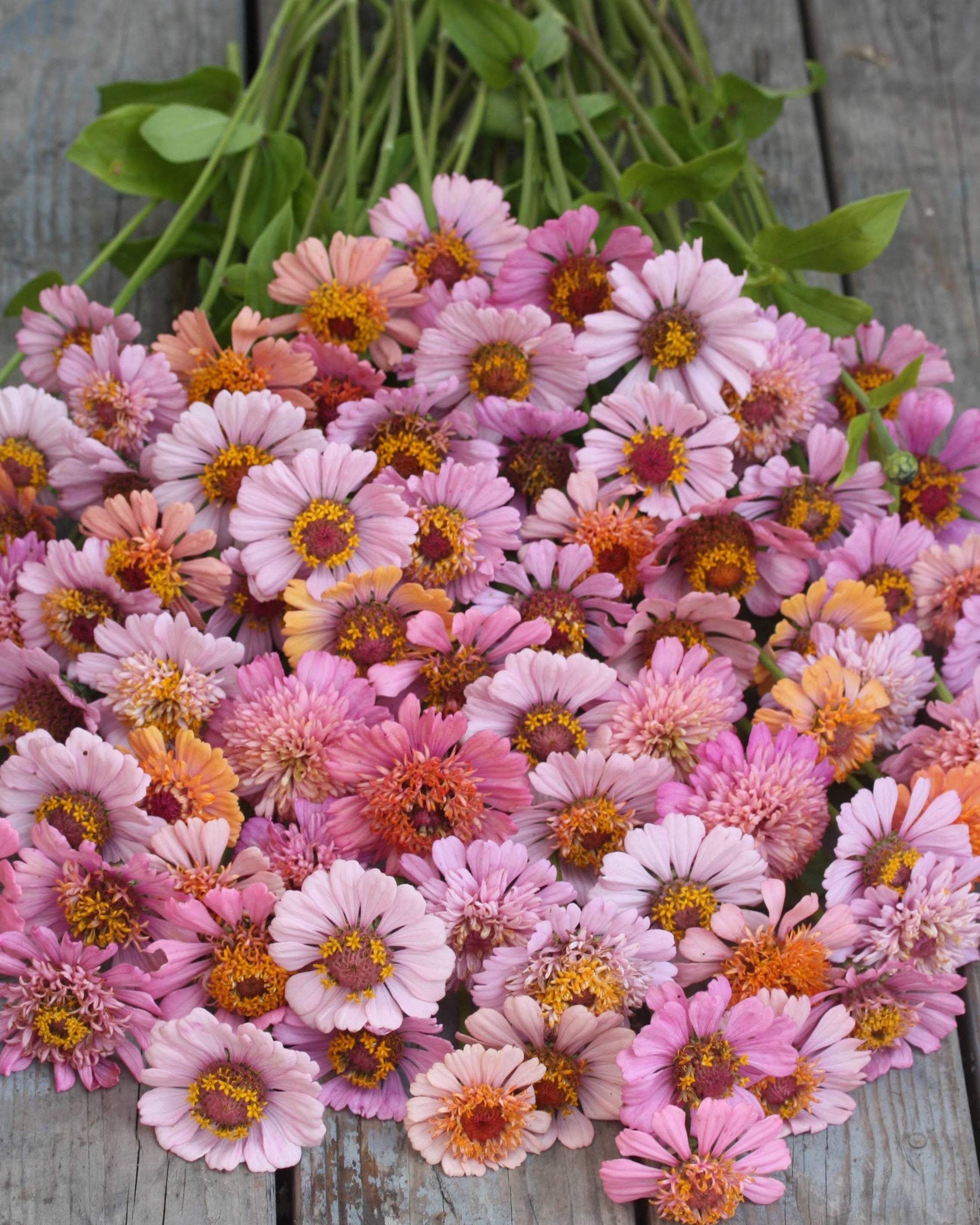 Zinnia Cresto Peachy Pink med små blomster i rosa og aprikostoner