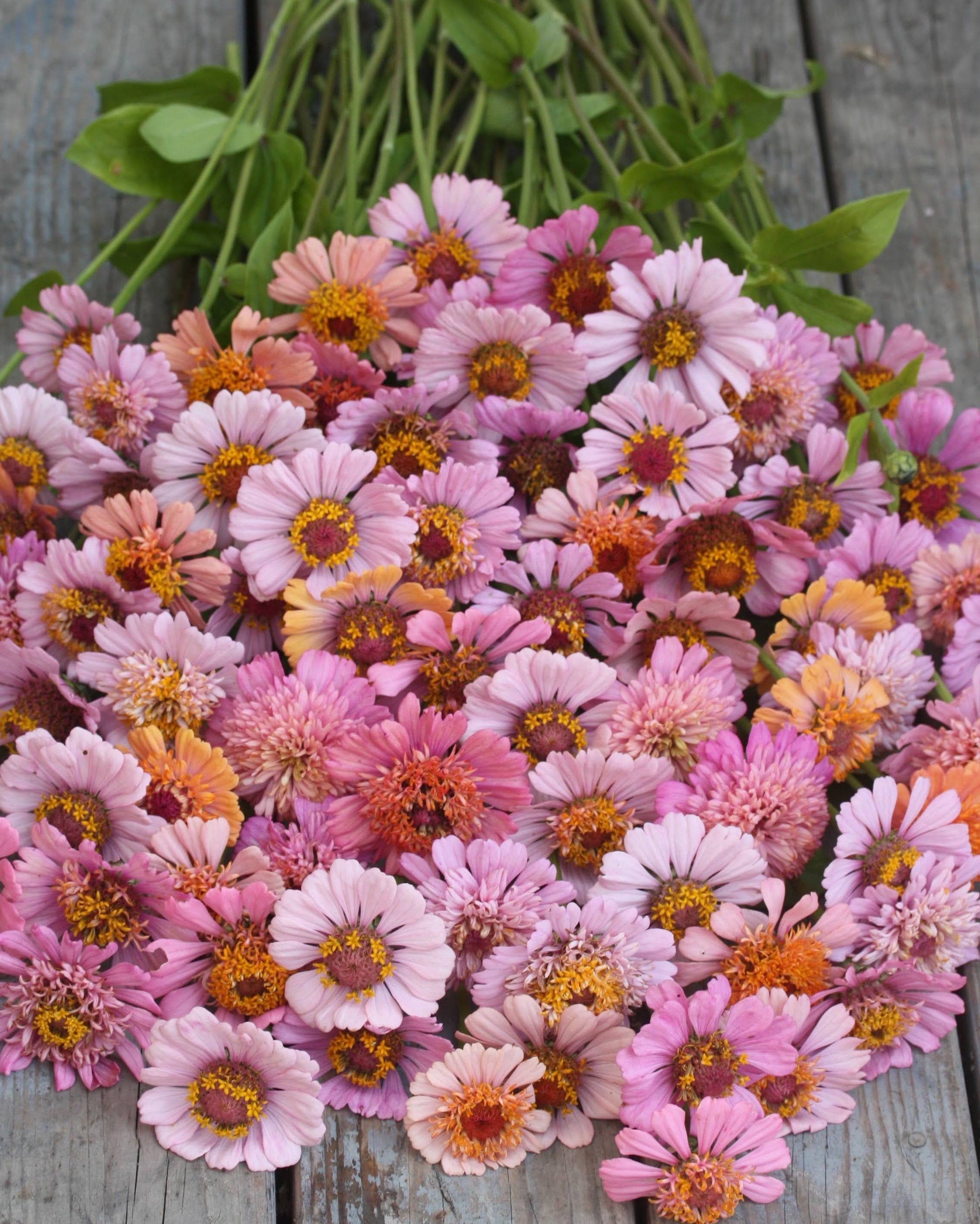 Zinnia Cresto Peachy Pink med små blomster i rosa og aprikostoner