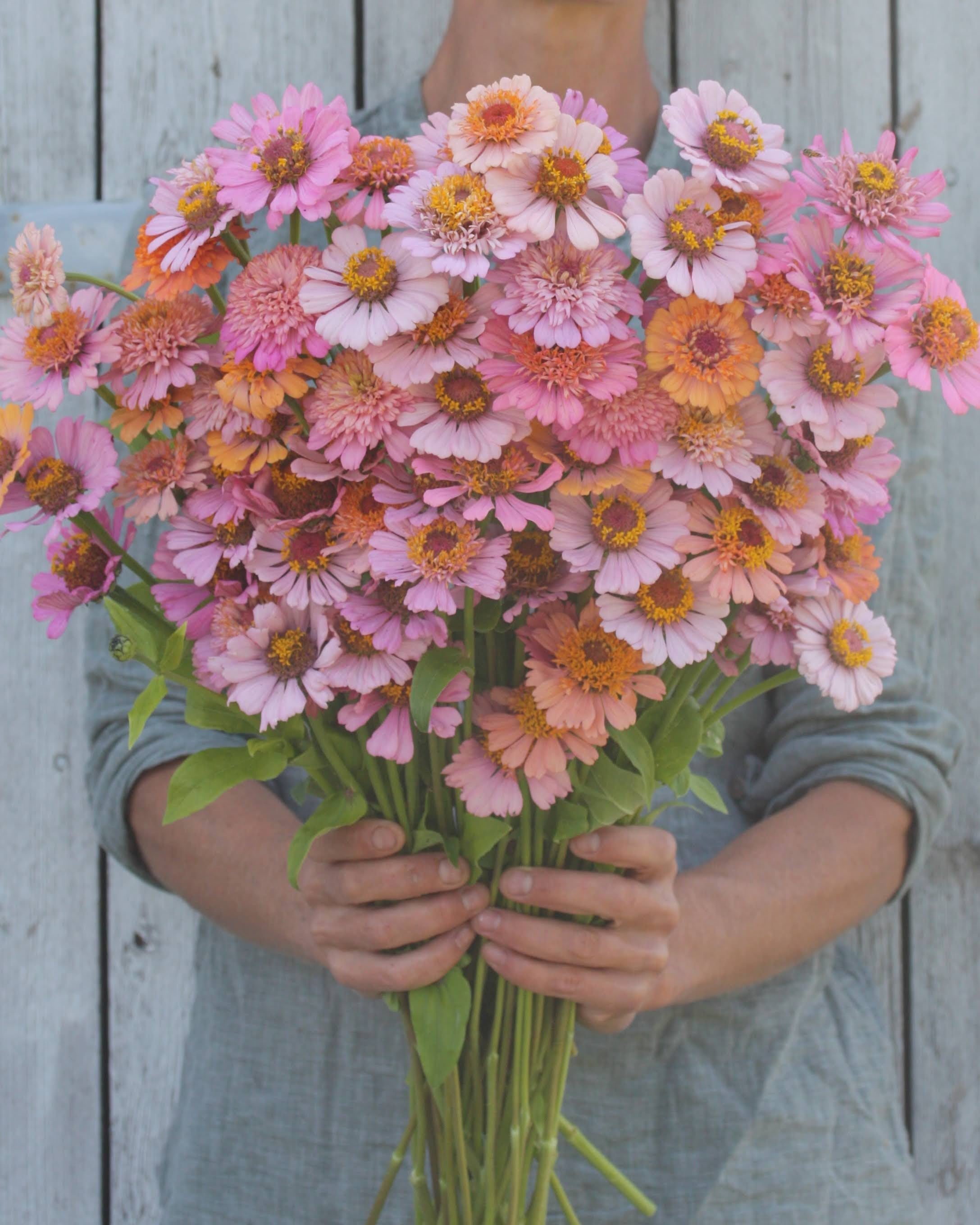 Zinnia Cresto Peachy Pink blomster i myke rosa og pudderfargede nyanser