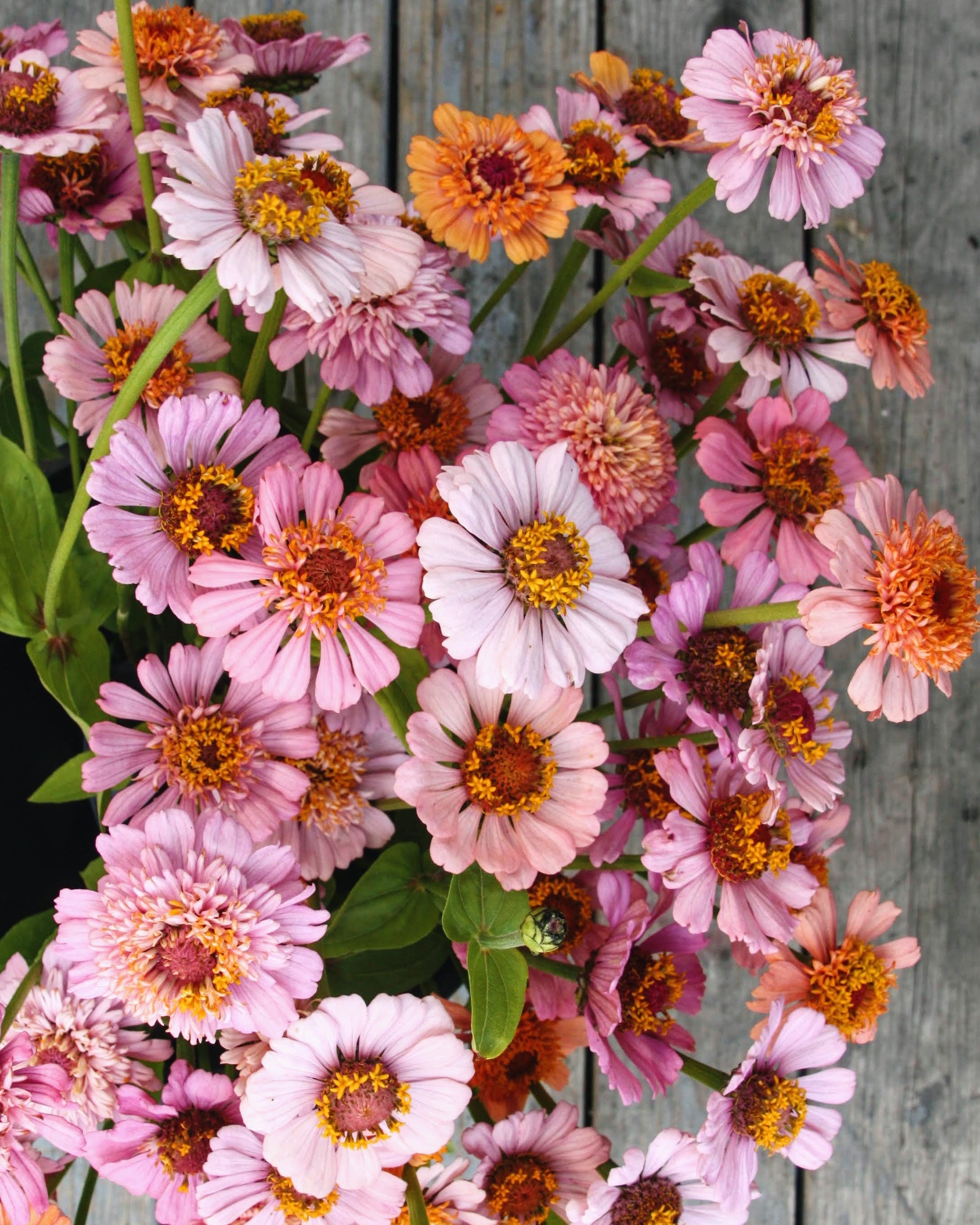 Zinnia Cresto Peachy Pink - luftig snittblomst med lange stengler