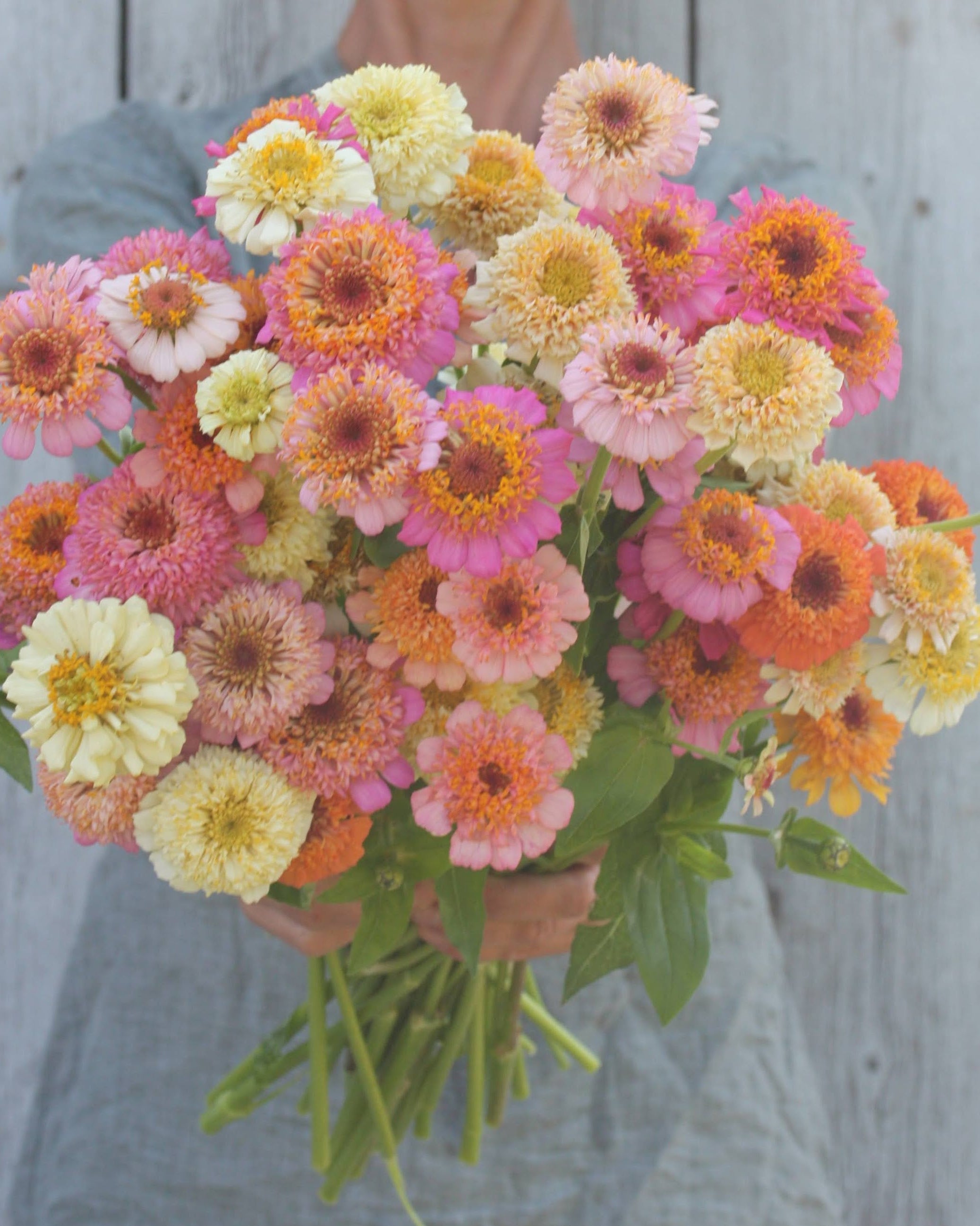 Zinnia Peaches & Cream - nydelig snittblomst i rosa og kremfarger