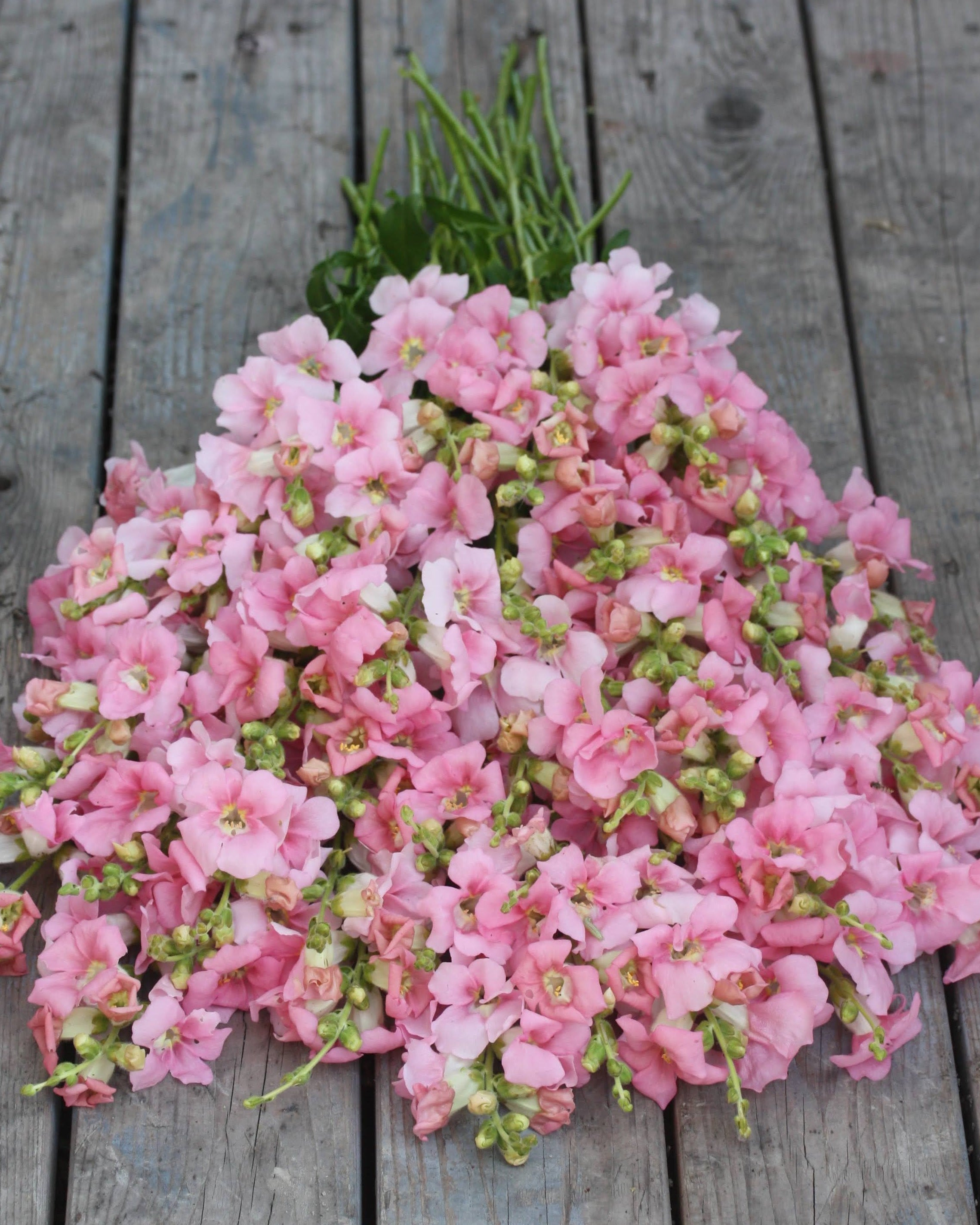 Løvemunn Chantilly Light Pink - nærbilde av blomsterknopper og åpne blomster i lys rosa