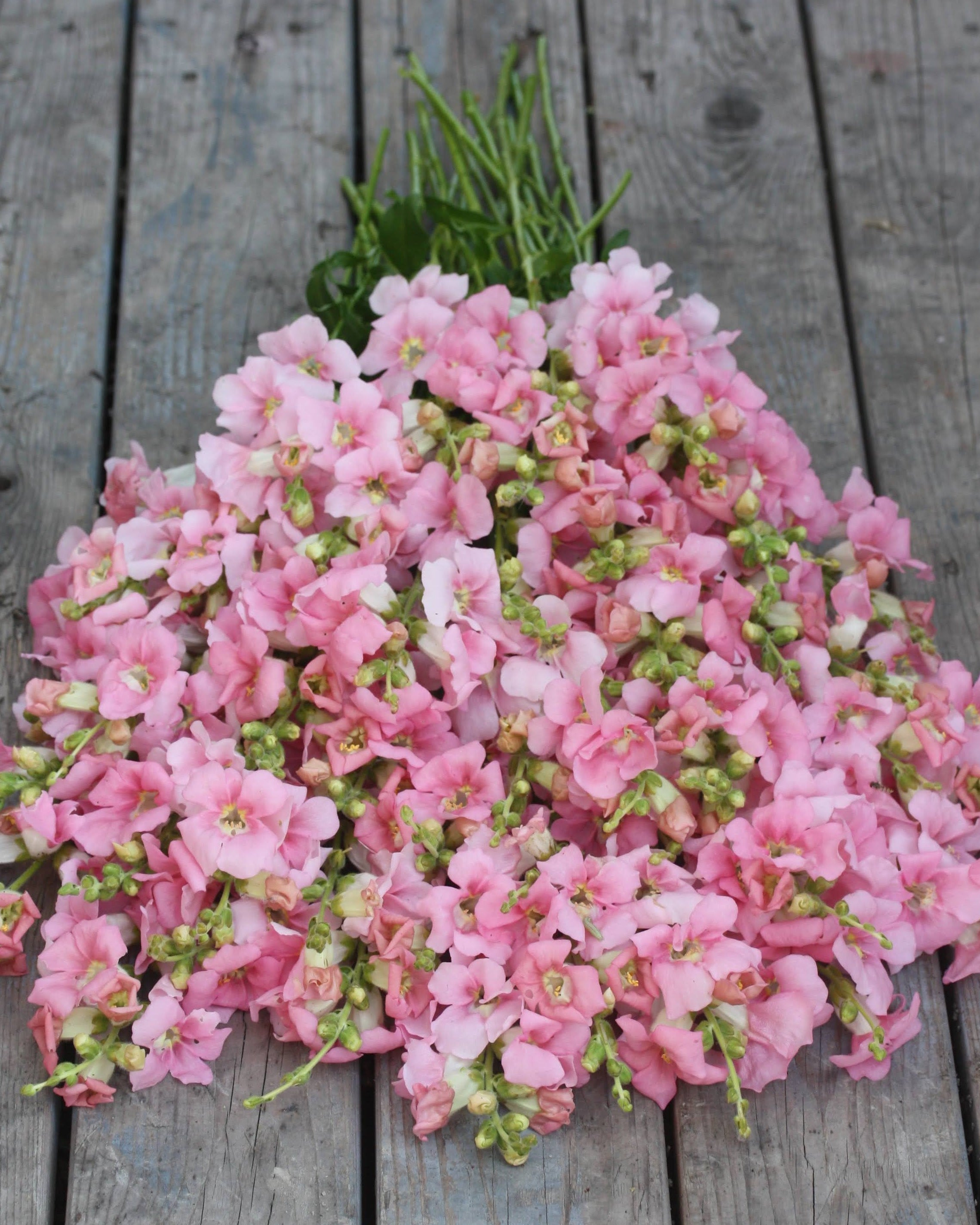 Løvemunn Chantilly Light Pink - nærbilde av blomsterknopper og åpne blomster i lys rosa
