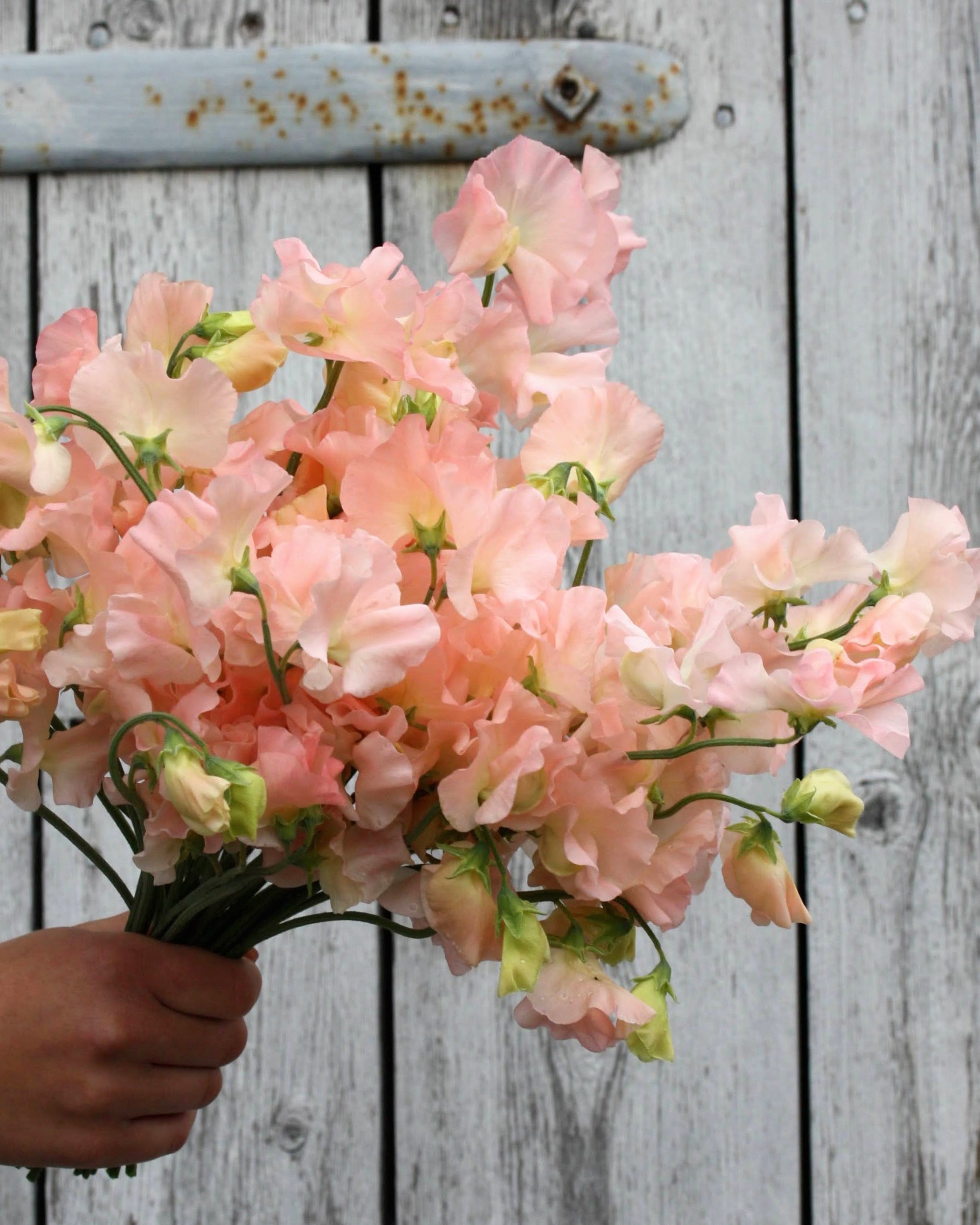 Erteblomst Castlewellan klatreplante med rikelig blomstring