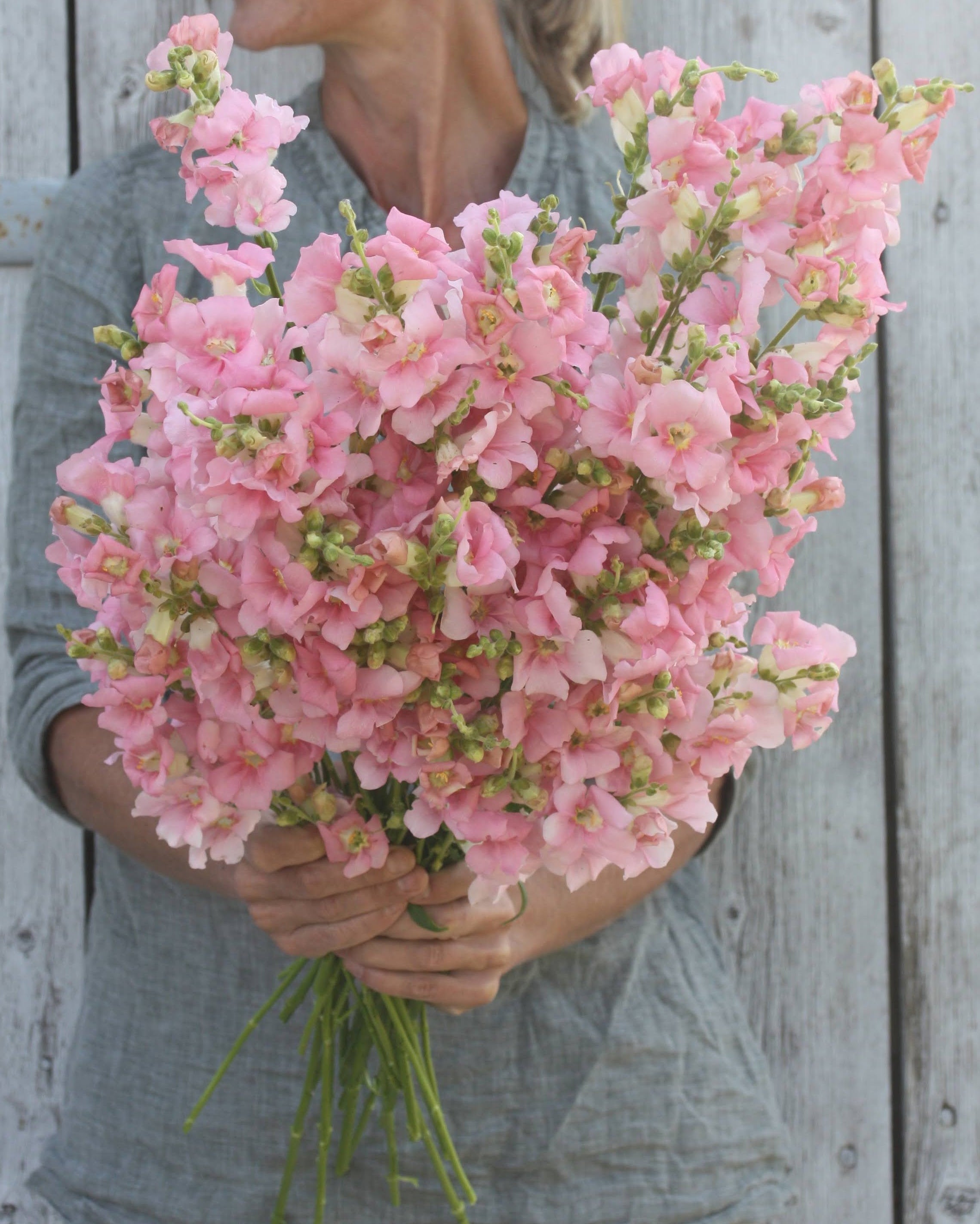 Løvemunn Chantilly Light Pink frø - ettårig snittblomst i lys rosa farge