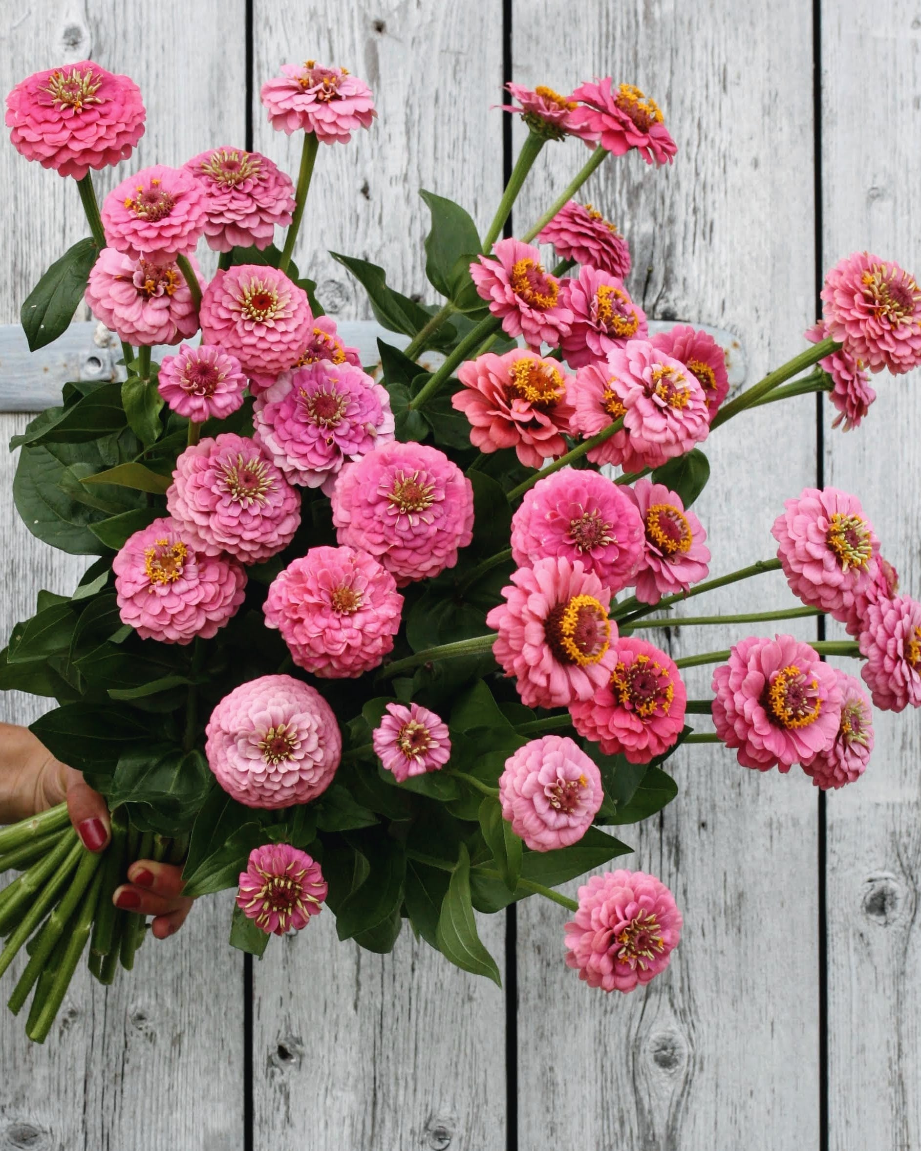 Zinnia Oklahoma Pink med kjølig rosa blomst - ettårig snittblomst