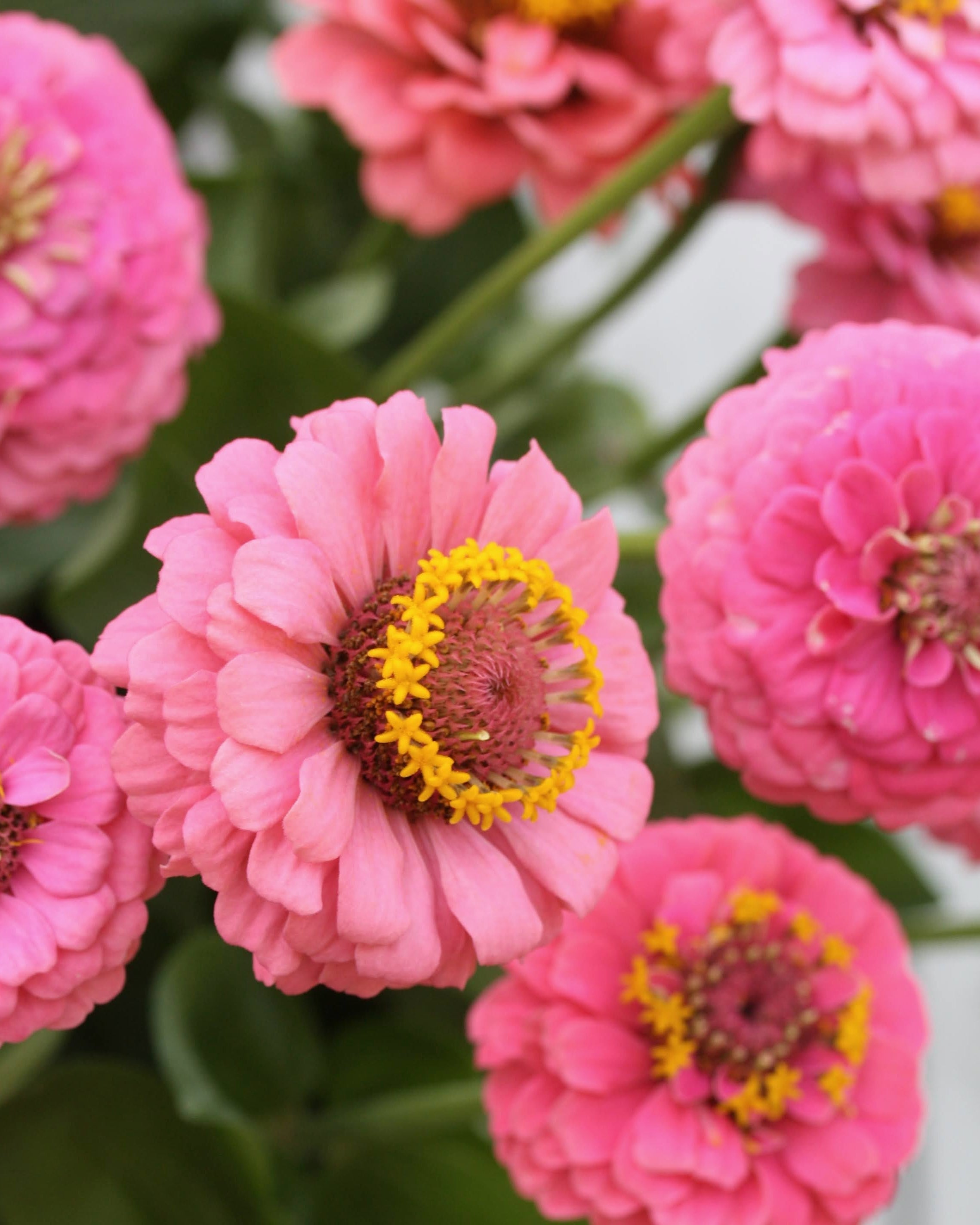 Zinnia Oklahoma Pink snittblomst - perfekt til sommerens buketter