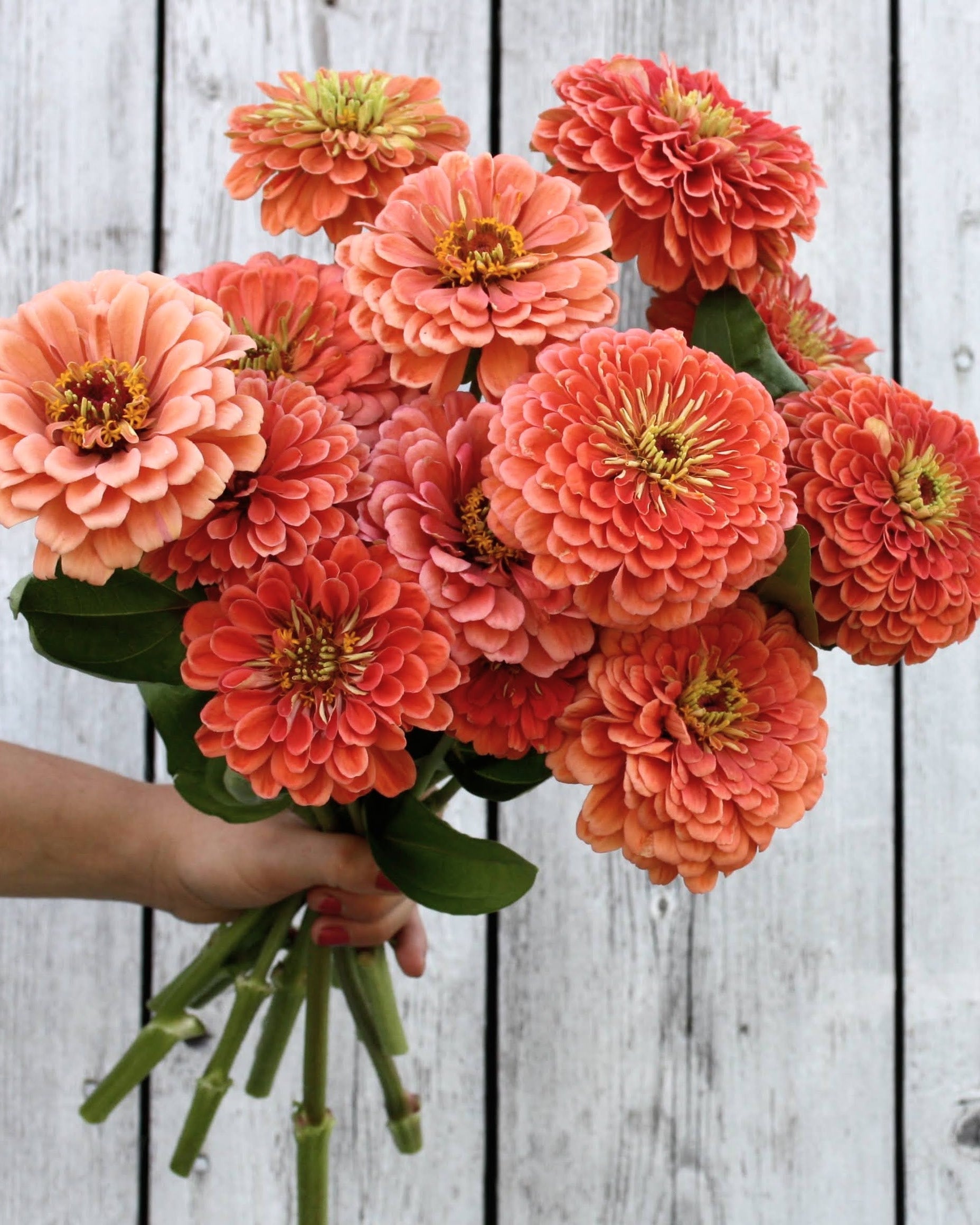 Zinnia Benary's Giant Salmon Rose frø - storblomstret lakserosa zinnia med lange stengler