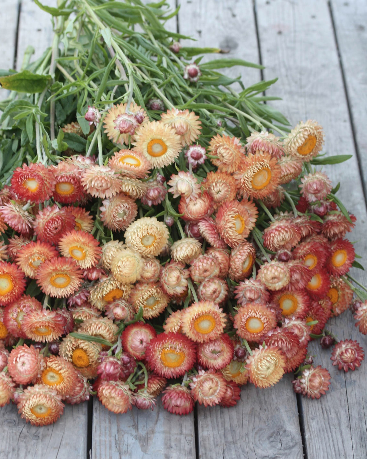 Høststråblomst Salmon Rose – ettårig klassiker med sprøtt, lagdelte kronblader i aprikosrosa, laks og varme oransjenyanser⠋