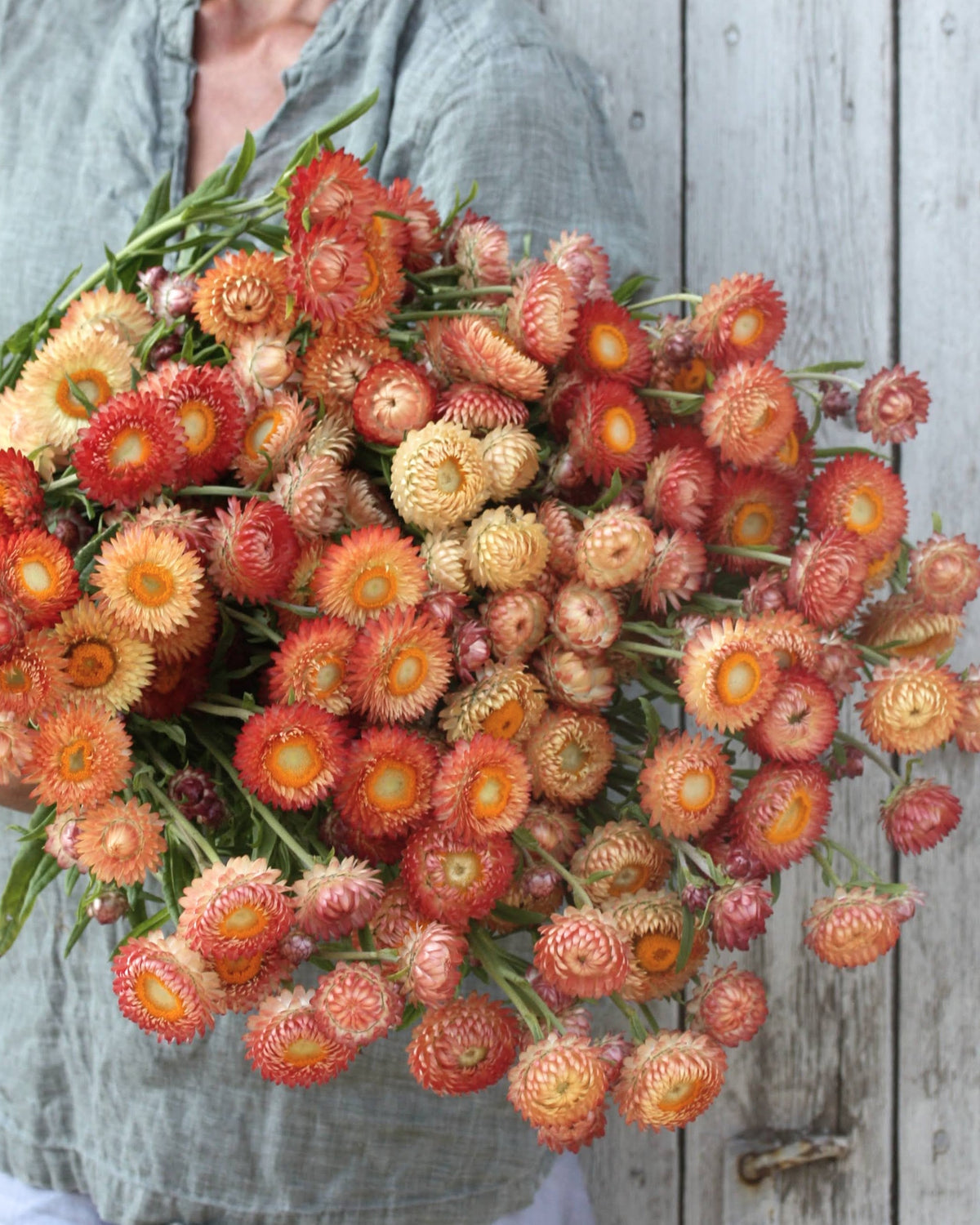 Høststråblomst Salmon Rose – halvåpen blomst med tett sittende kronblader i mettede aprikos- og oransjetoner