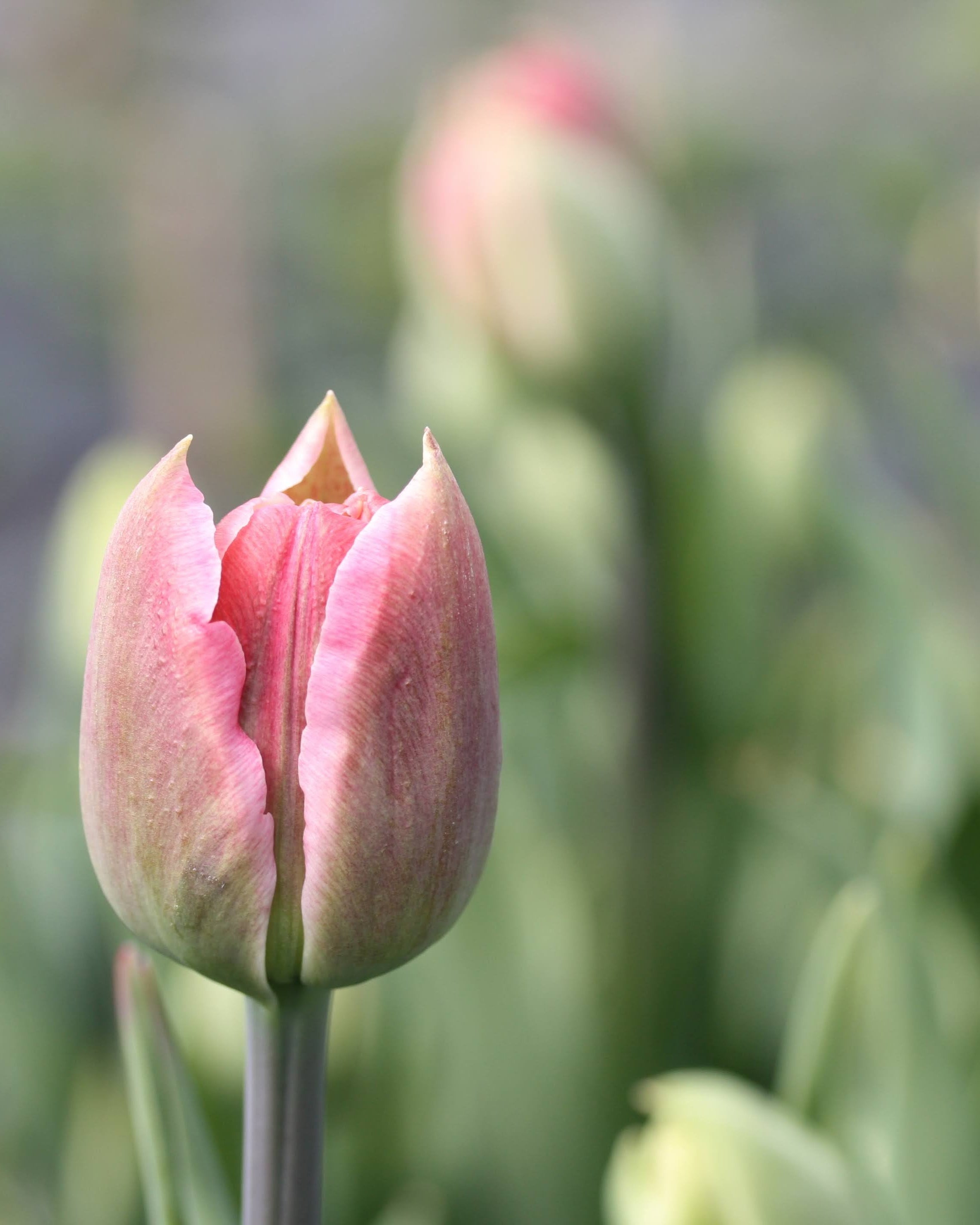 Tulipan Beachberry – nærbilde av tett fylte kronblad i gammelrosa nyanser