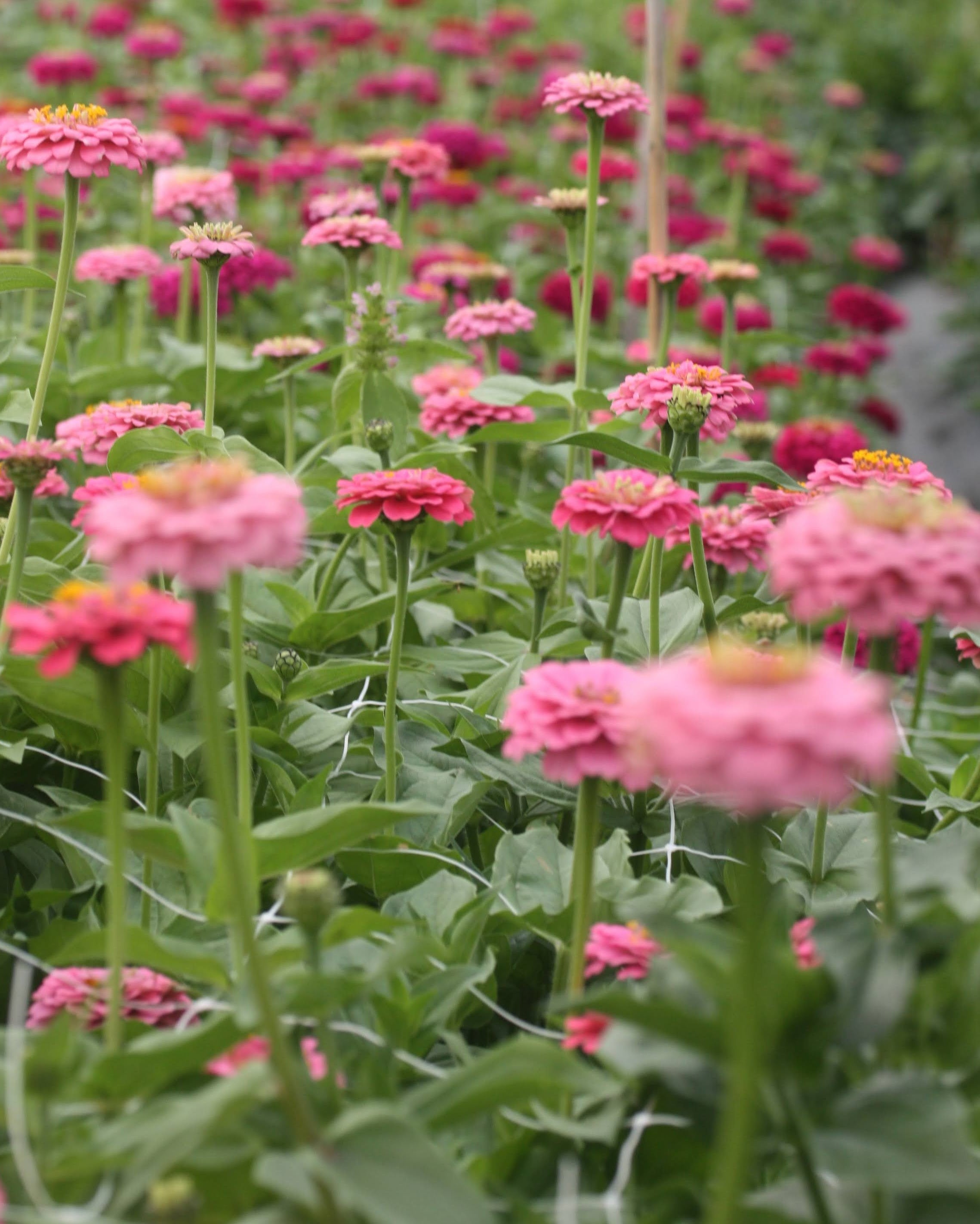 Zinnia Oklahoma Pink rosa blomster - flittig blomstring hele sommeren