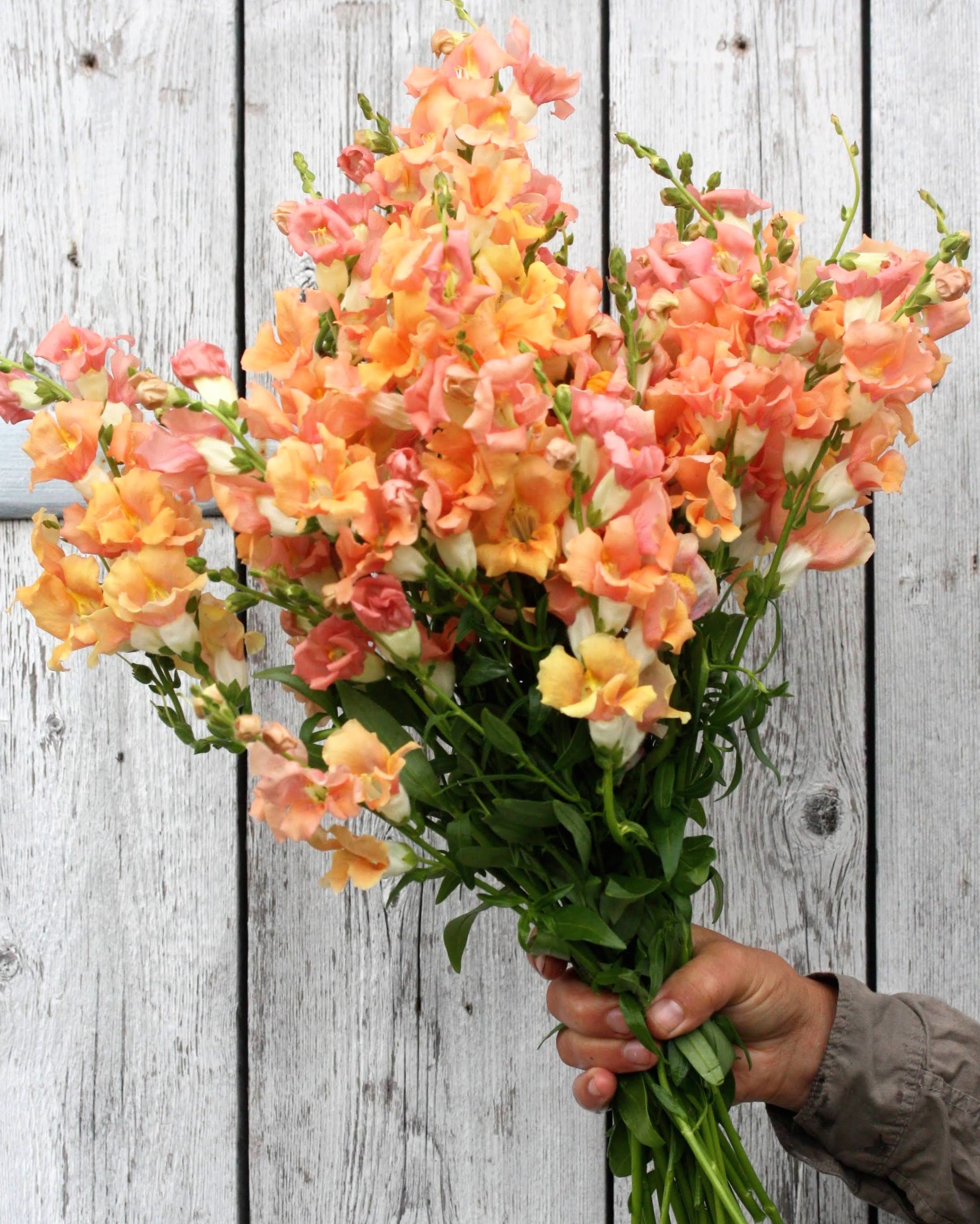 Løvemunn Chantilly Light Salmon - ettårig snittblomst med myke laksrosa blomster