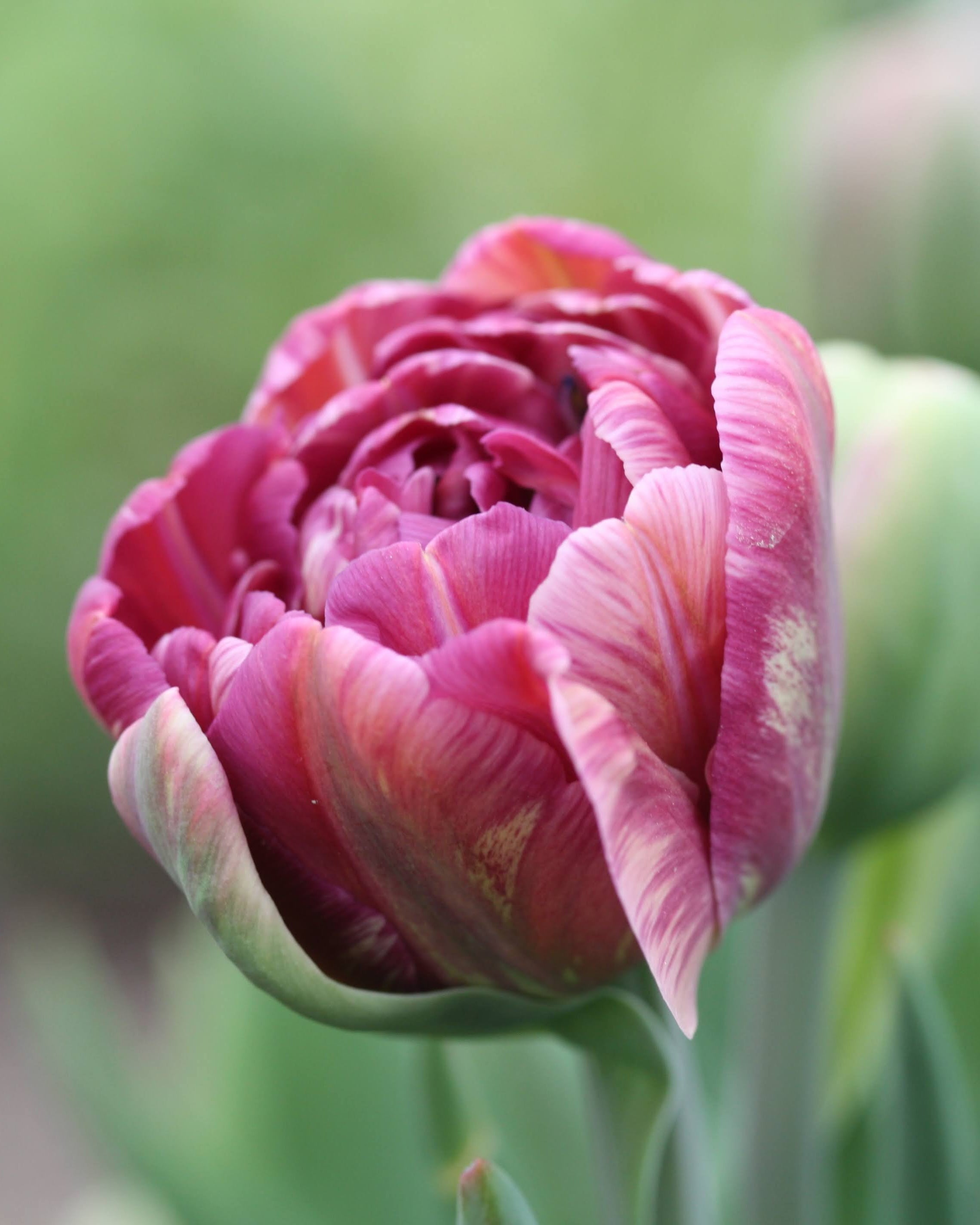 Tulipan Beachberry – halvåpen fylt tulipan i myke gammelrosa toner