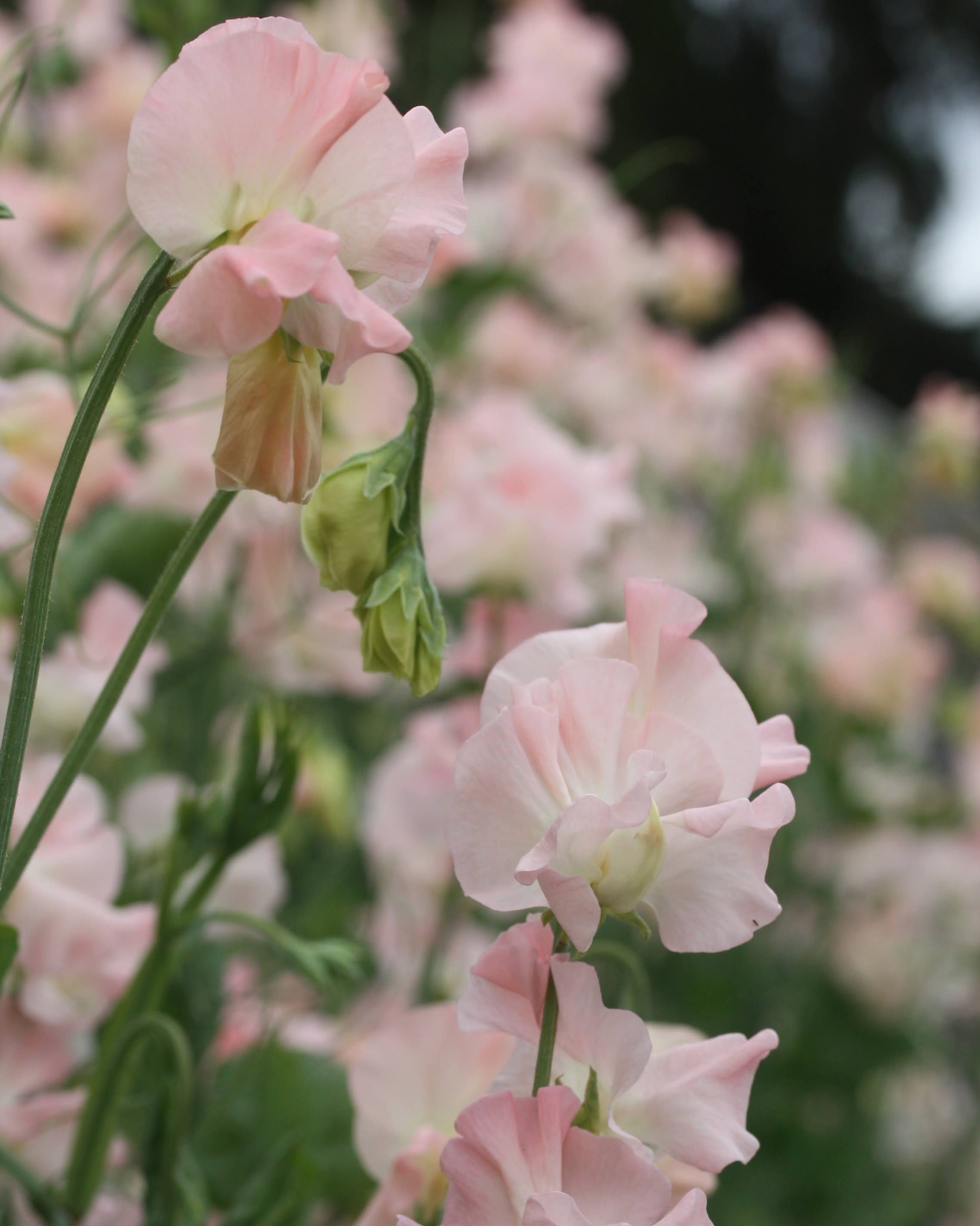Nærbilde av Erteblomst Castlewellan duftende blomster i lys korall