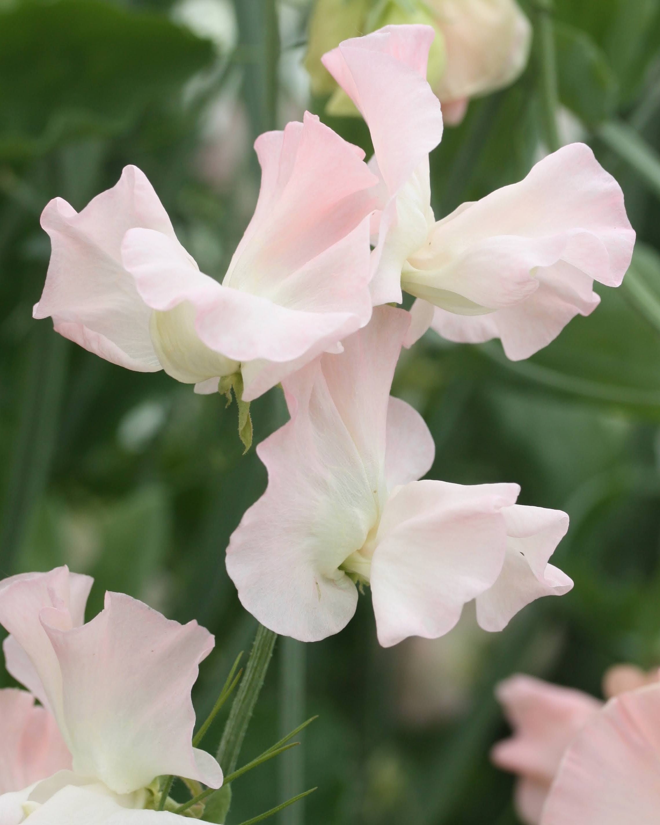 Erteblomst Castlewellan blomster i fersken og champagnefarge
