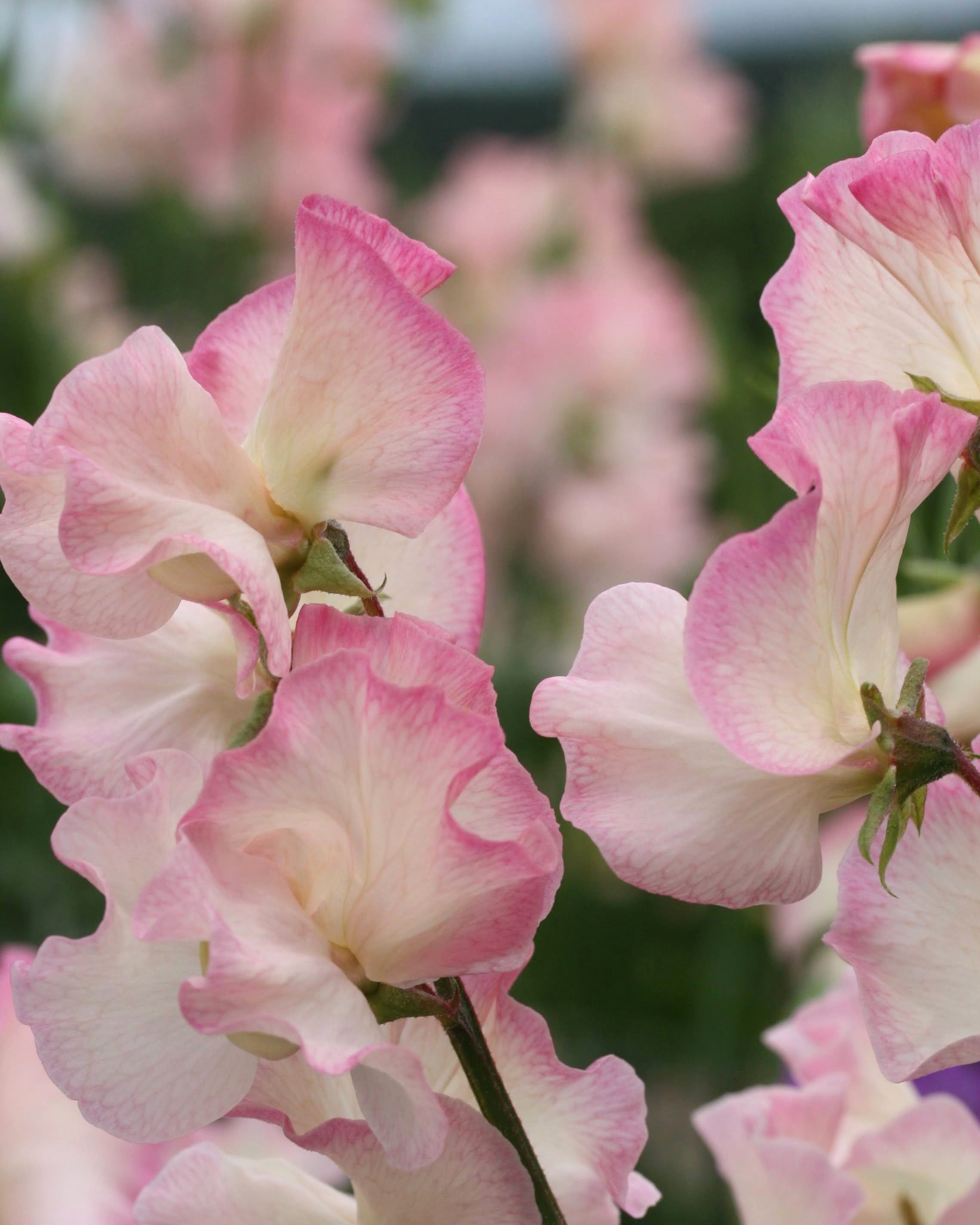 Erteblomst Monarch's Diamond - elegante snittblomster i hvitt og rosa