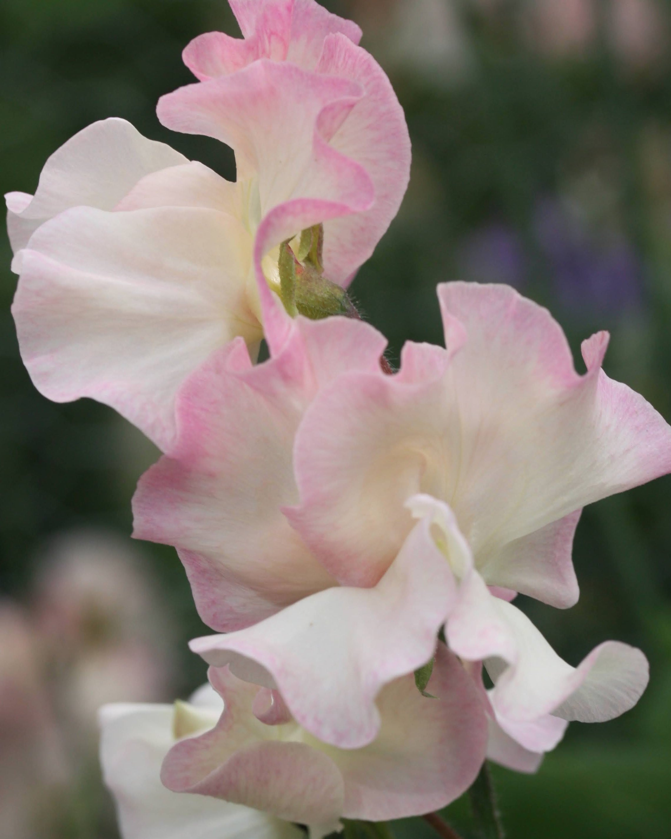 Nærbilde av Erteblomst Monarch's Diamond - duftende blomster i hvitt og rosa