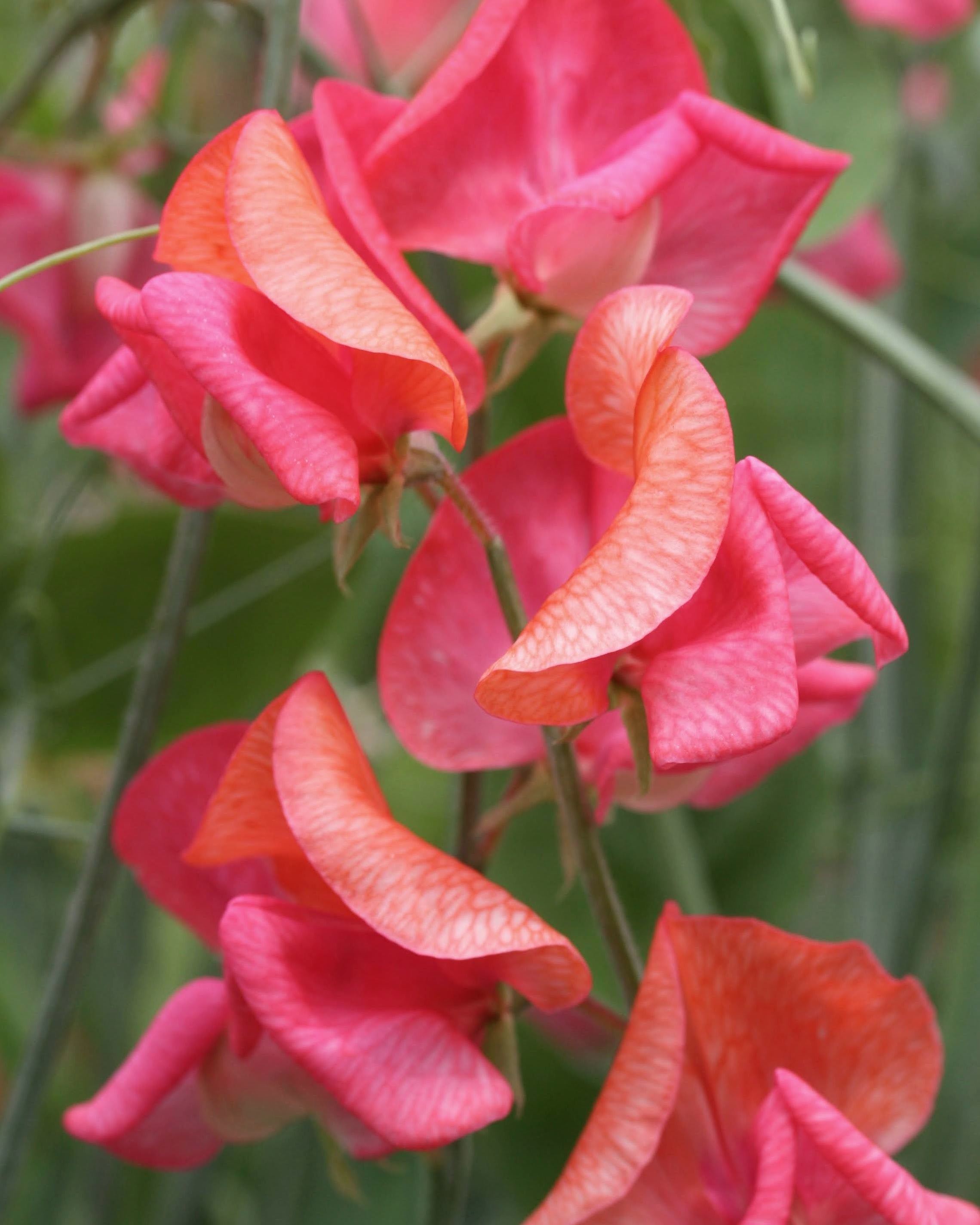 Erteblomst Prince of Orange som snittblomst med lange stengler