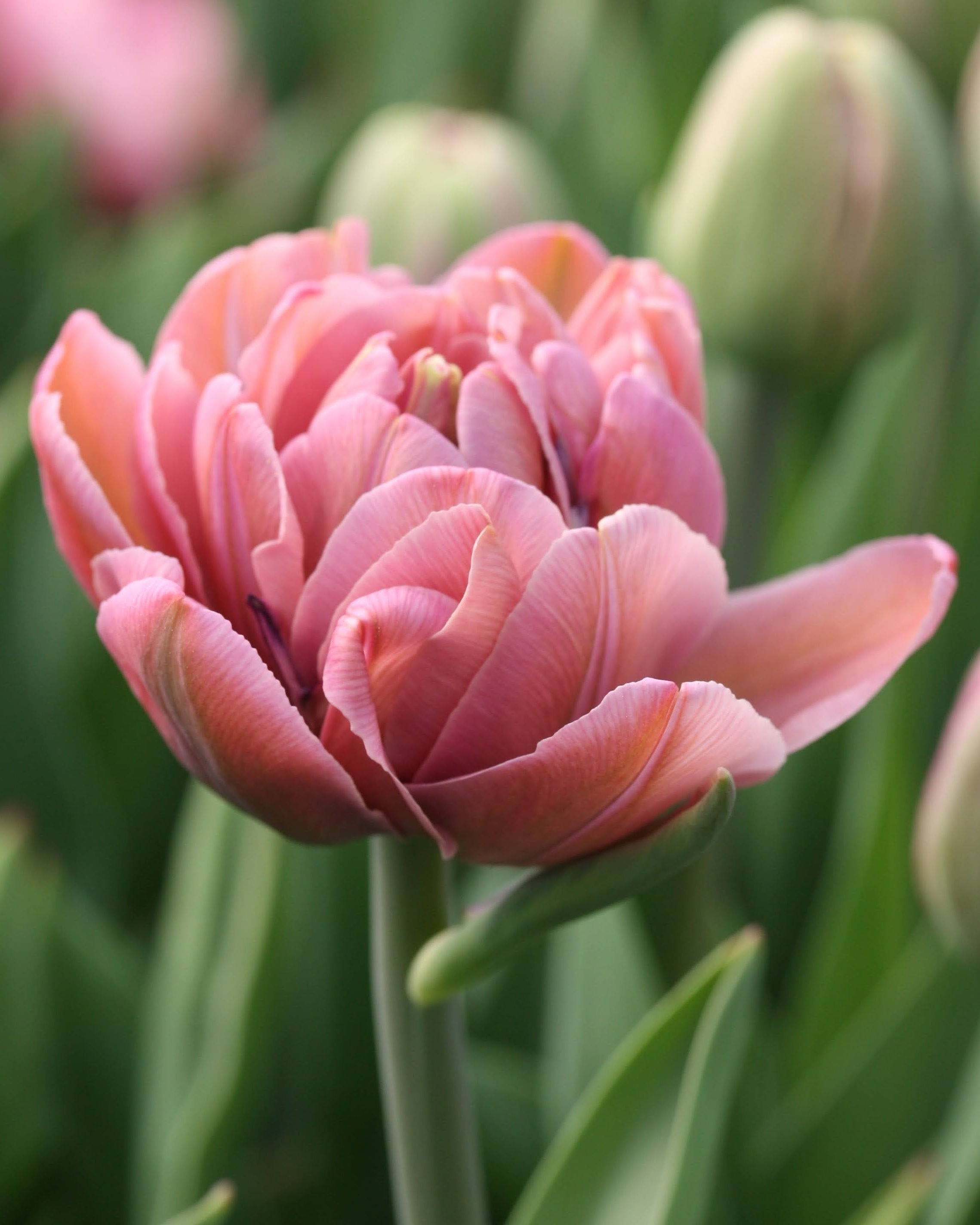 Tulipan Beachberry – lukket knopp i gammelrosa med tett fylte kronblad