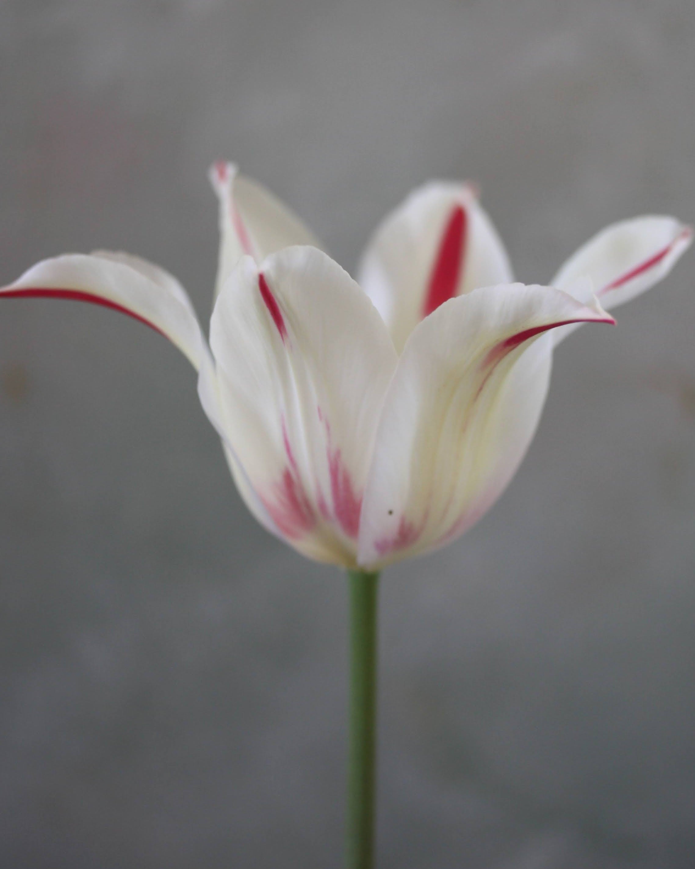 Tulipan Marilyn – bukett med hvite liljetulipaner i raffinert vårbukett