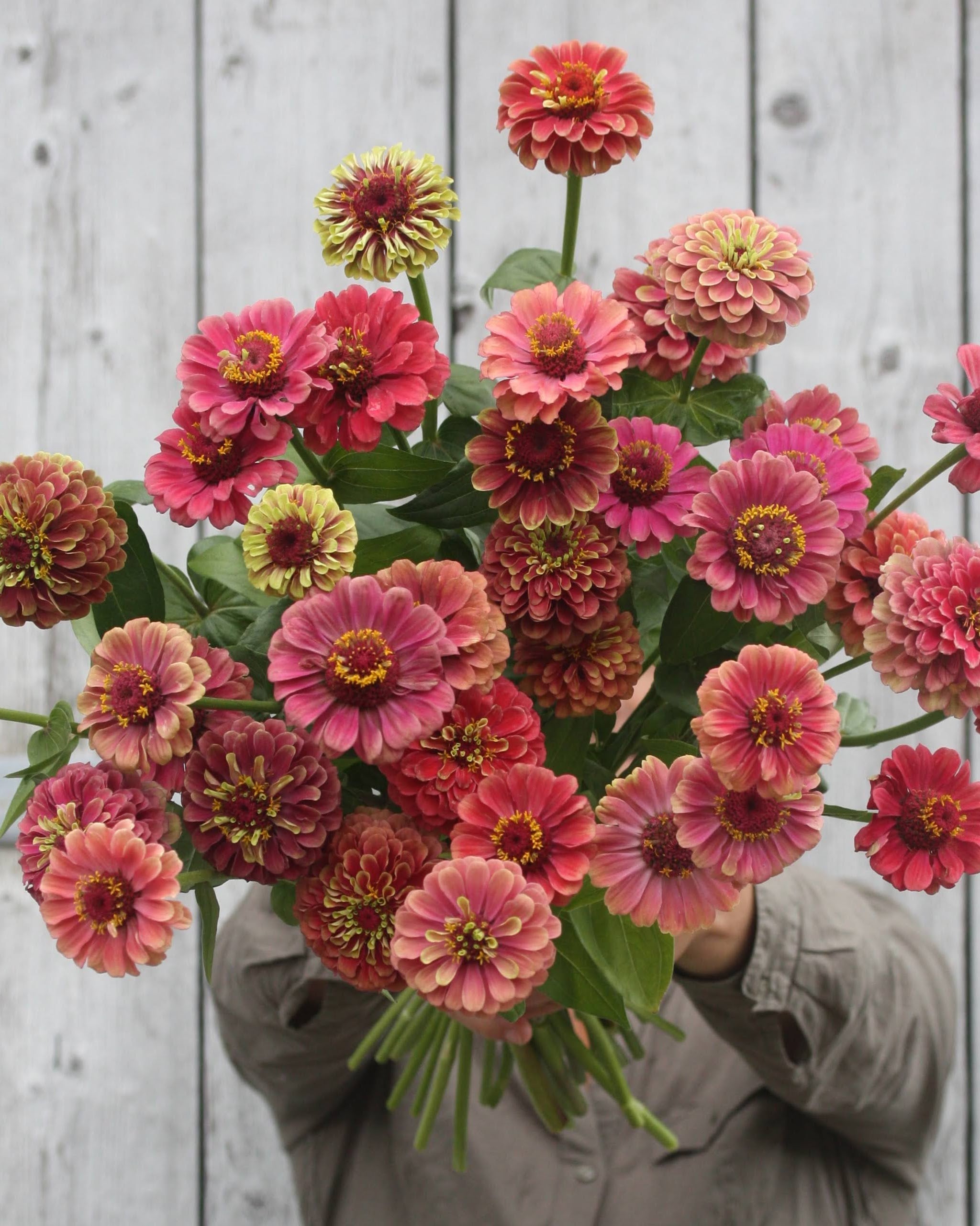 Zinnia Queen Red Lime med rosa og grønne nyanser og burgunderrødt senter