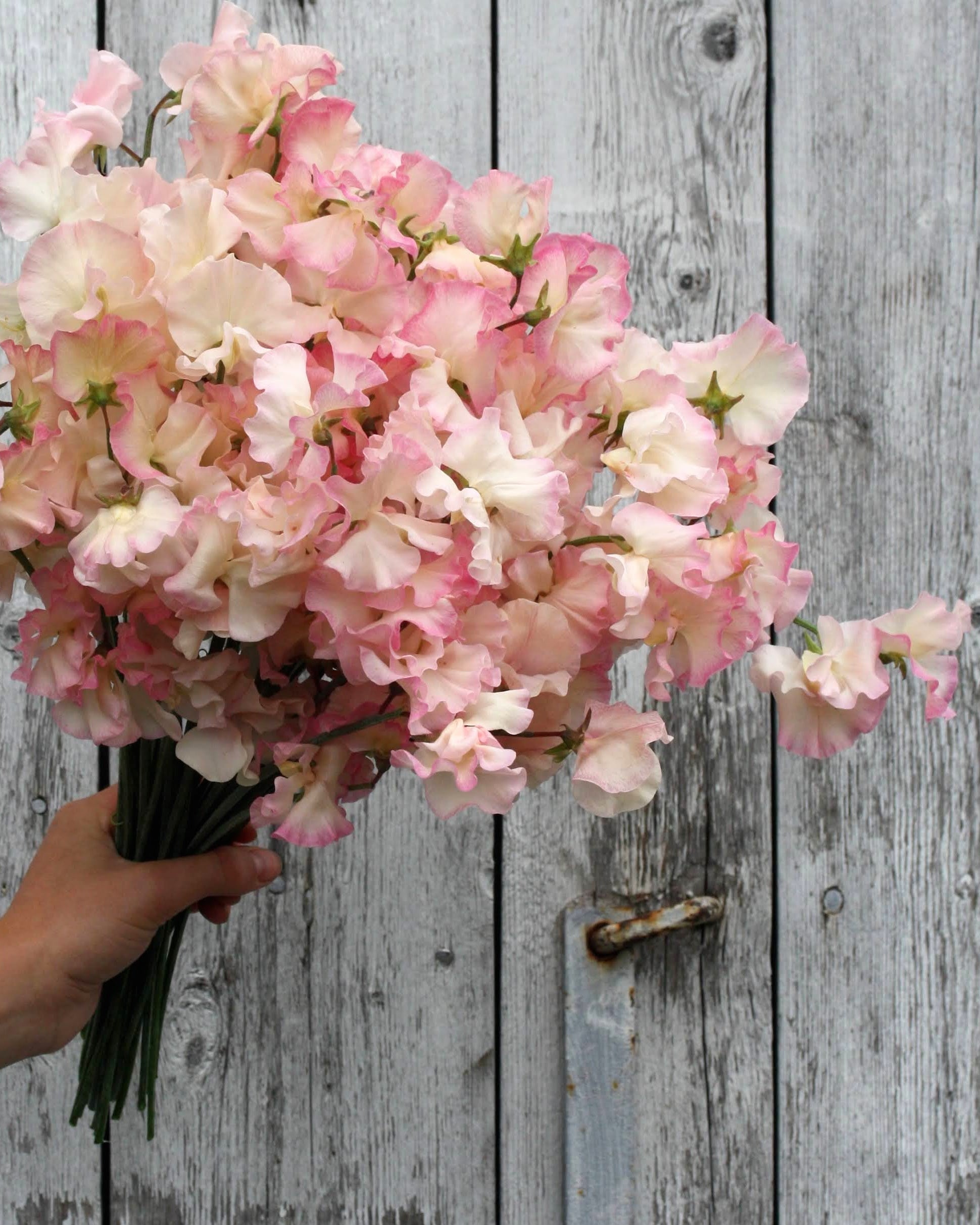 Erteblomst Monarch's Diamond med store blomster i hvitt og rosa i hagen