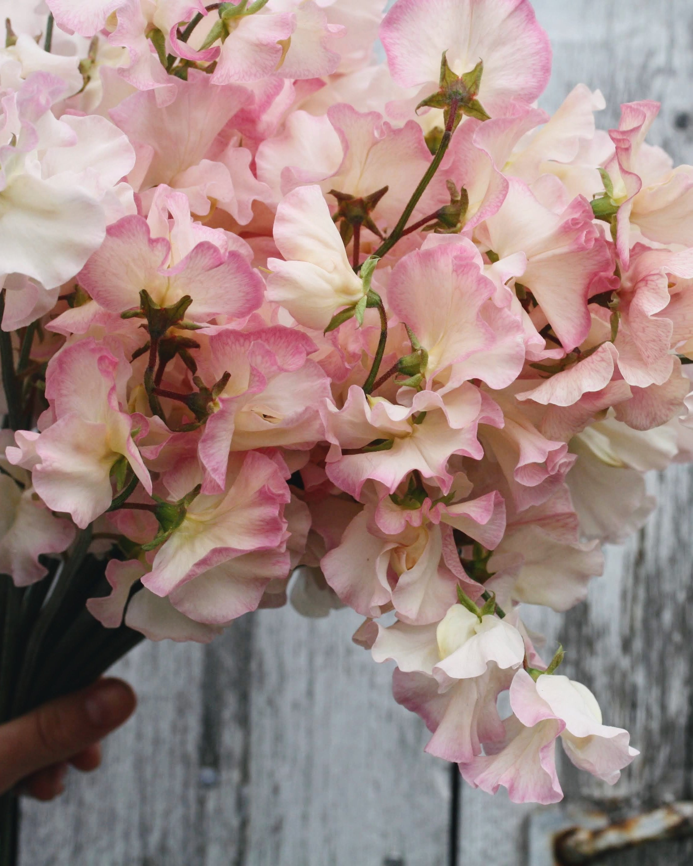 Erteblomst Monarch's Diamond klatreplante med blomster i hvitt og rosa