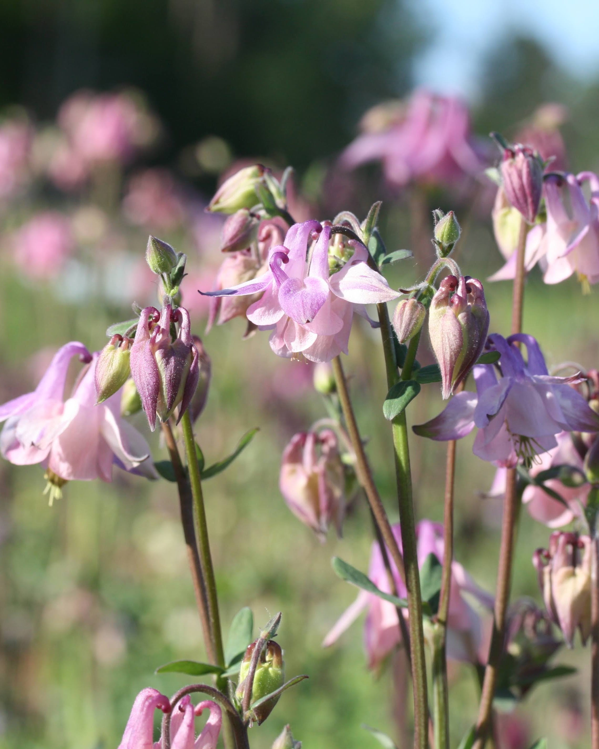 Nærbilde av Akeleie Heidi sine grasiøse, nikkende blomster i rosa og hvitt