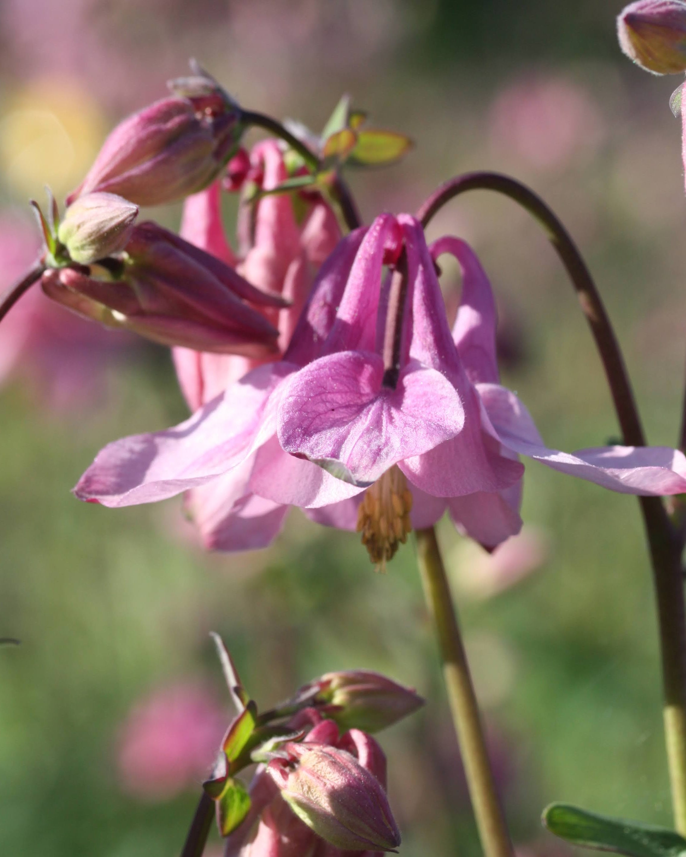Akeleie Heidi med doble rosa og hvite blomster i full blomstring