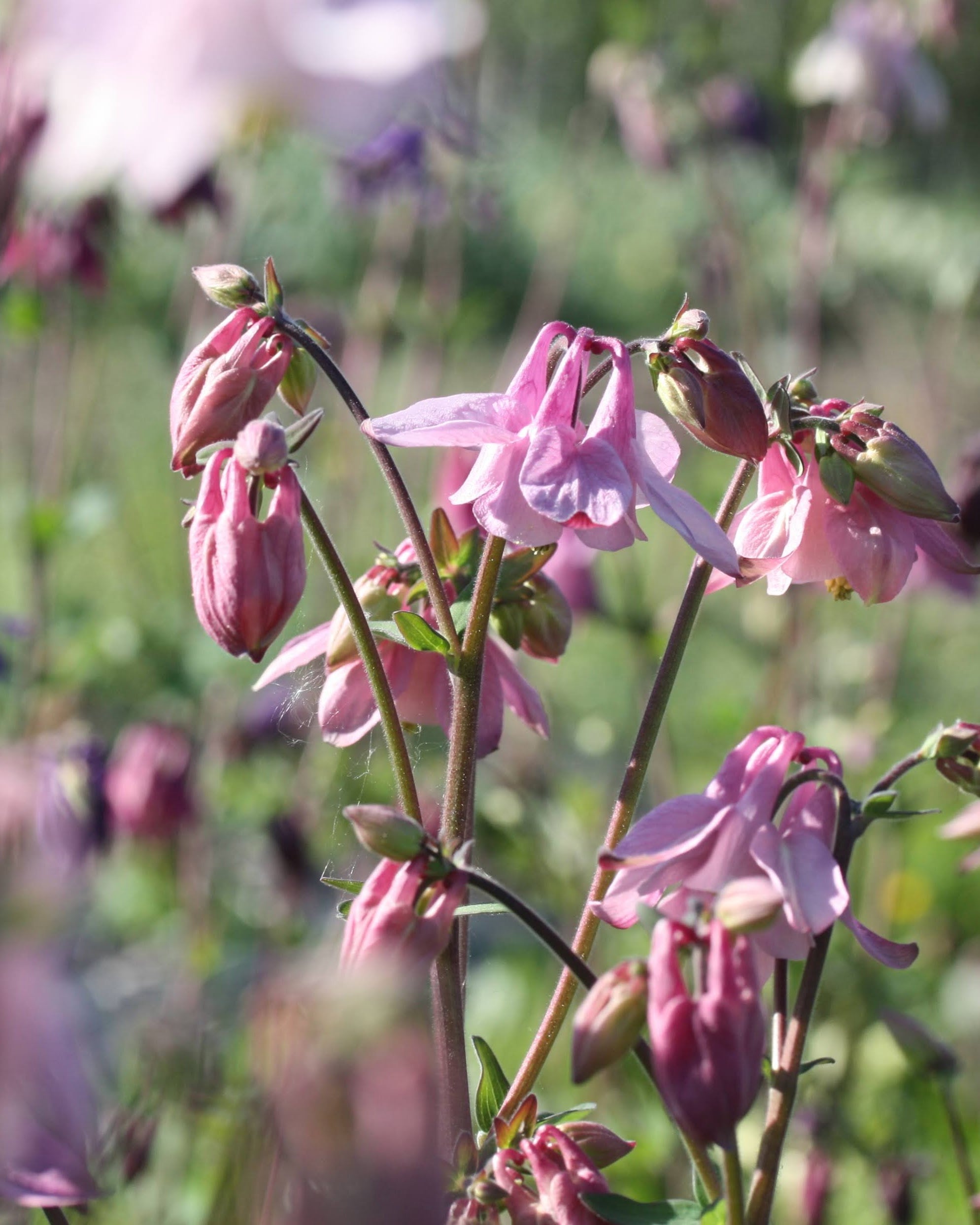 Akeleie Heidi plante med grønt bladverk og rosa-hvite blomster