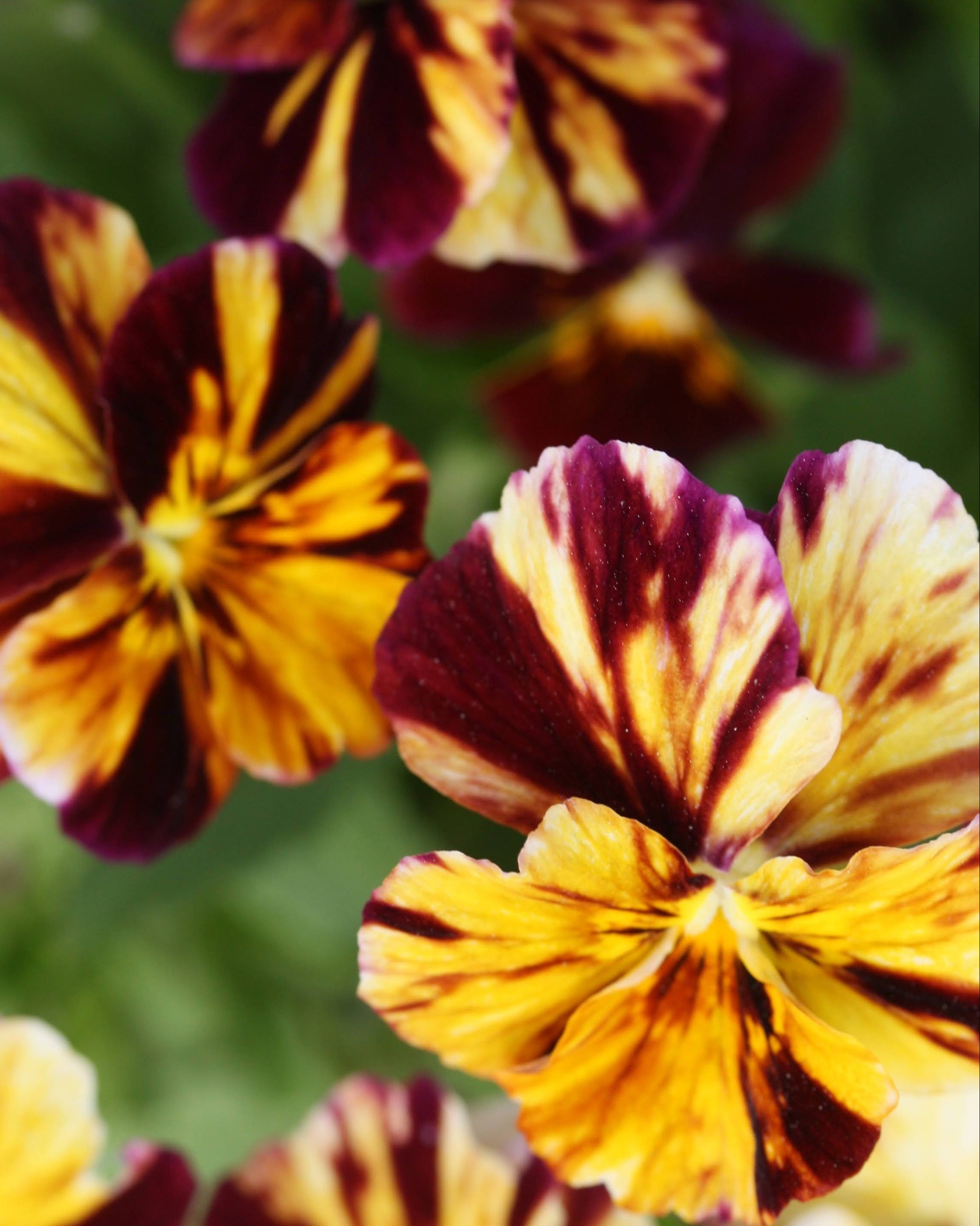 Viola tricolor Brush Strokes - spiselig fiol perfekt i potter og kantbeplantning