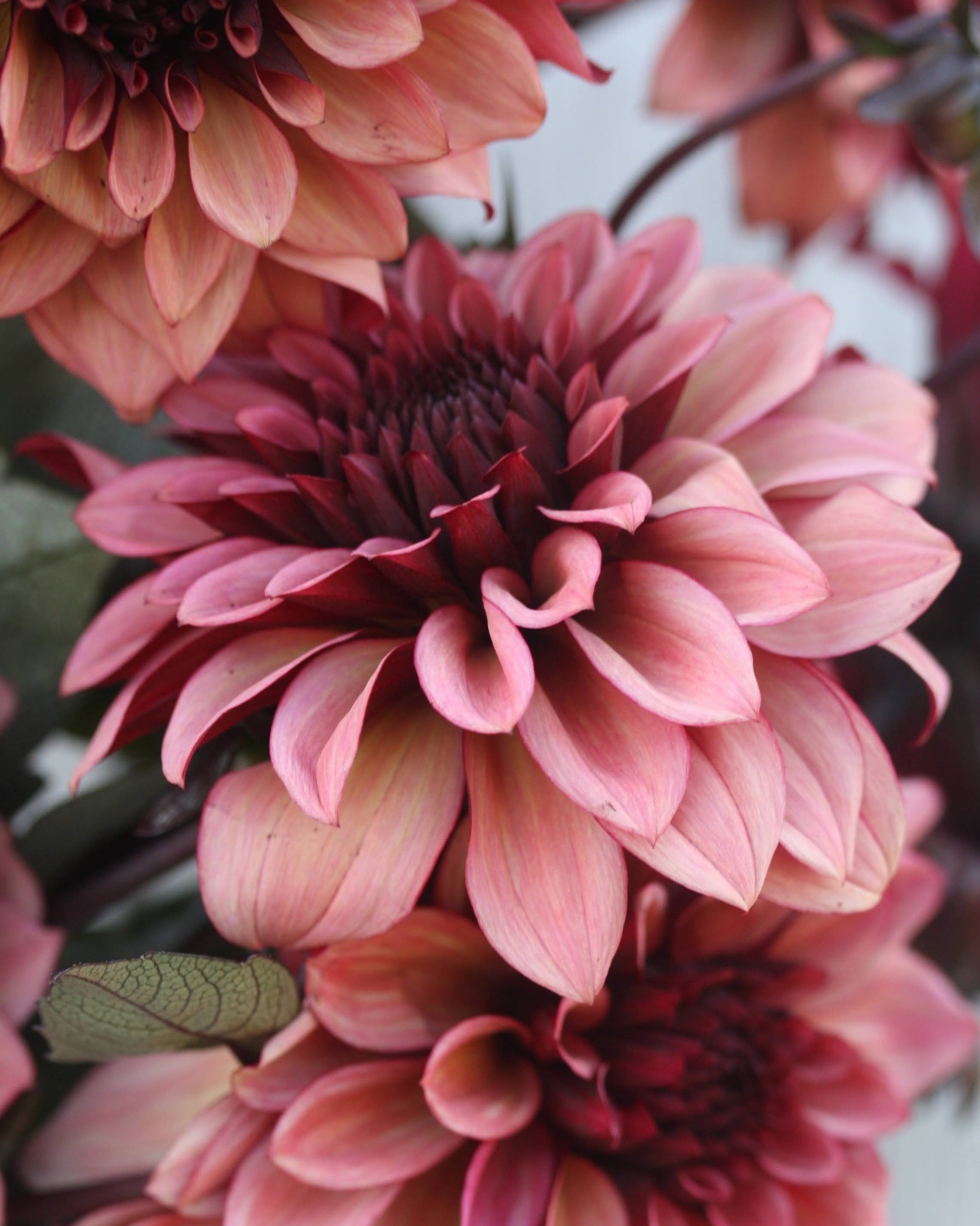 Georgine Night Silence dekorativ georgine burgunder rosa lattebrunt perfekt som snittblomst