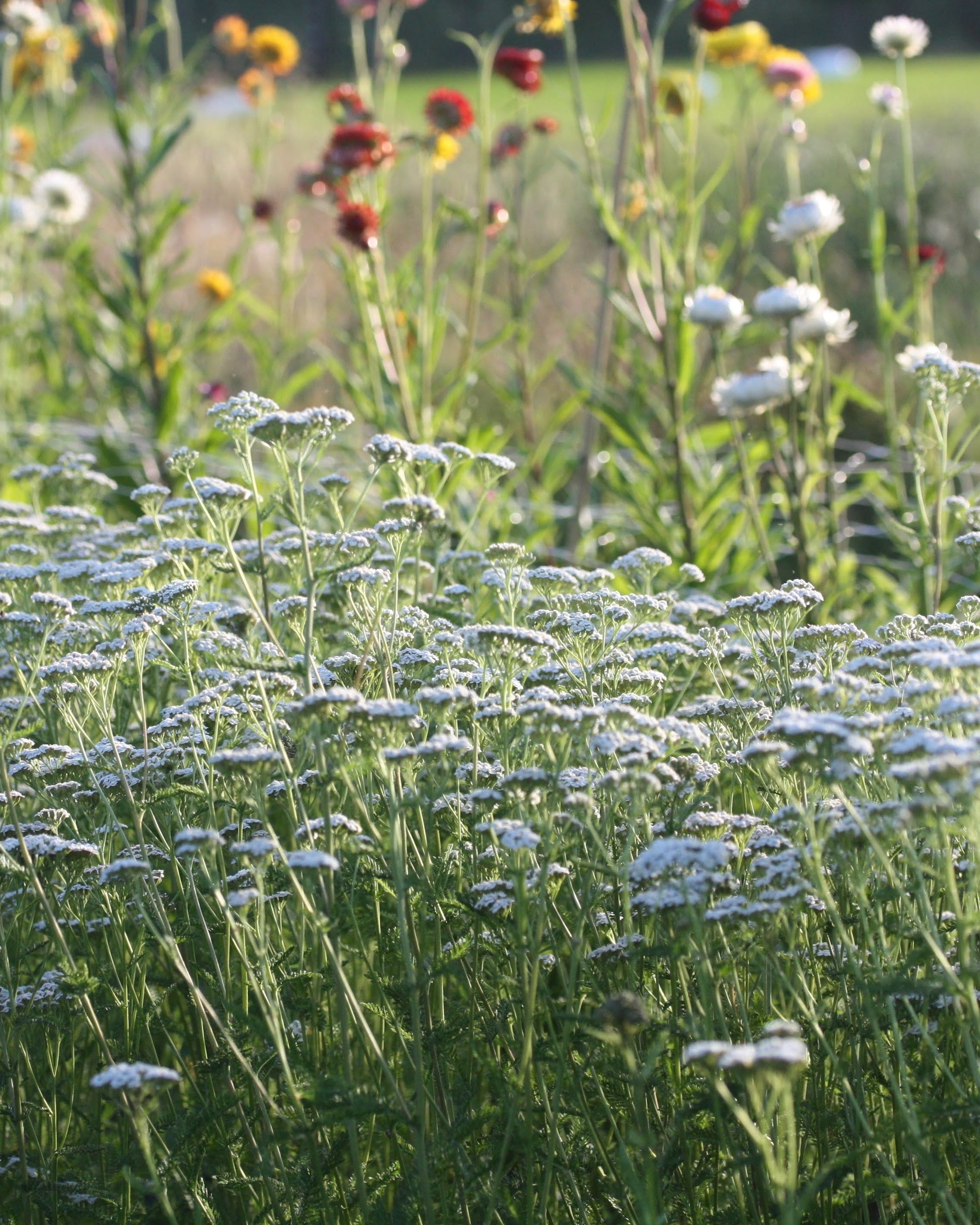 Bakkeryllik Proa - vekstform i hagen
