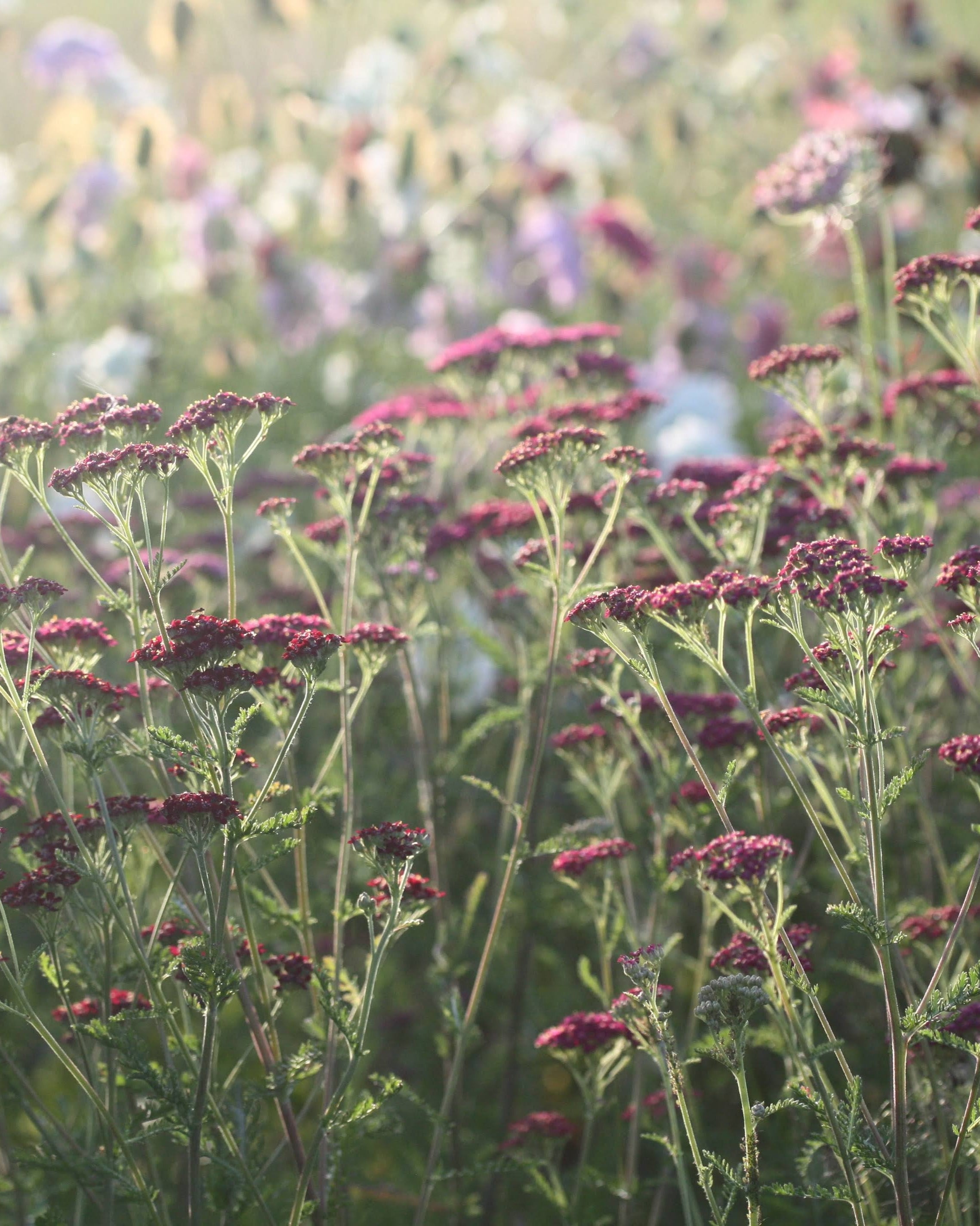 Bakkeryllik Cassis - nærbildet av blomstene
