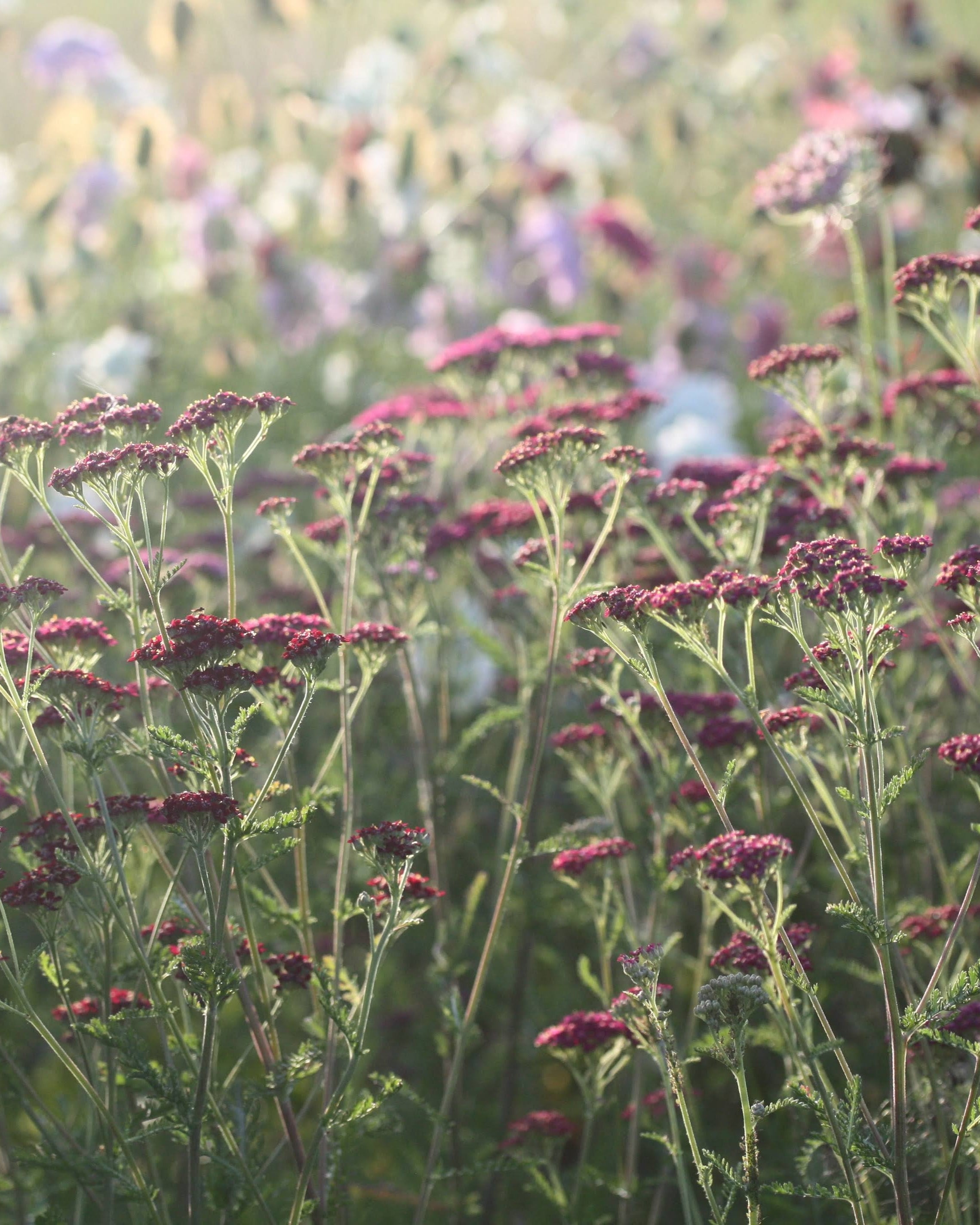 Bakkeryllik Cassis - nærbildet av blomstene