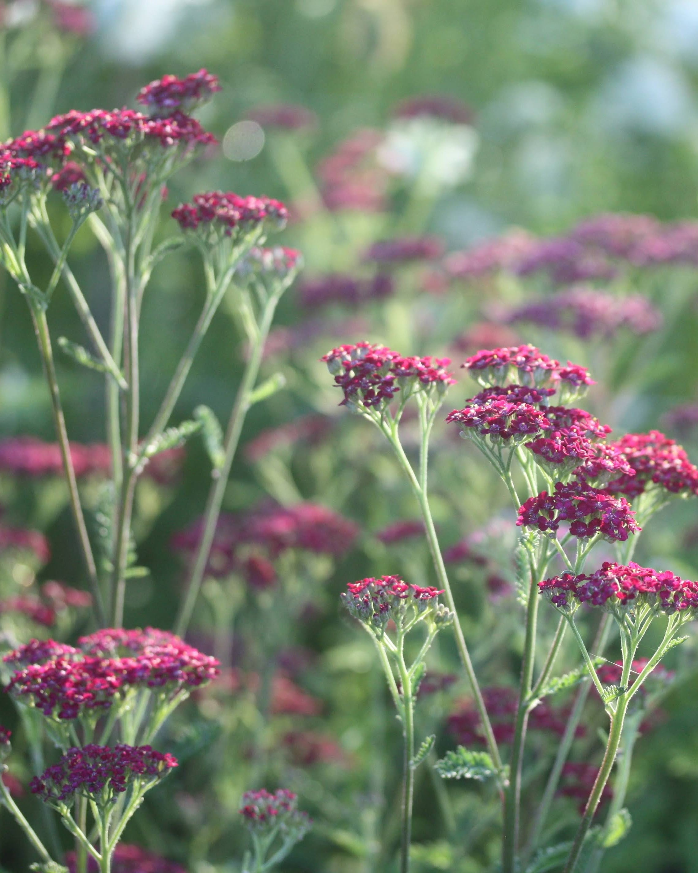Bakkeryllik Cassis frø fra Blomsterhagen