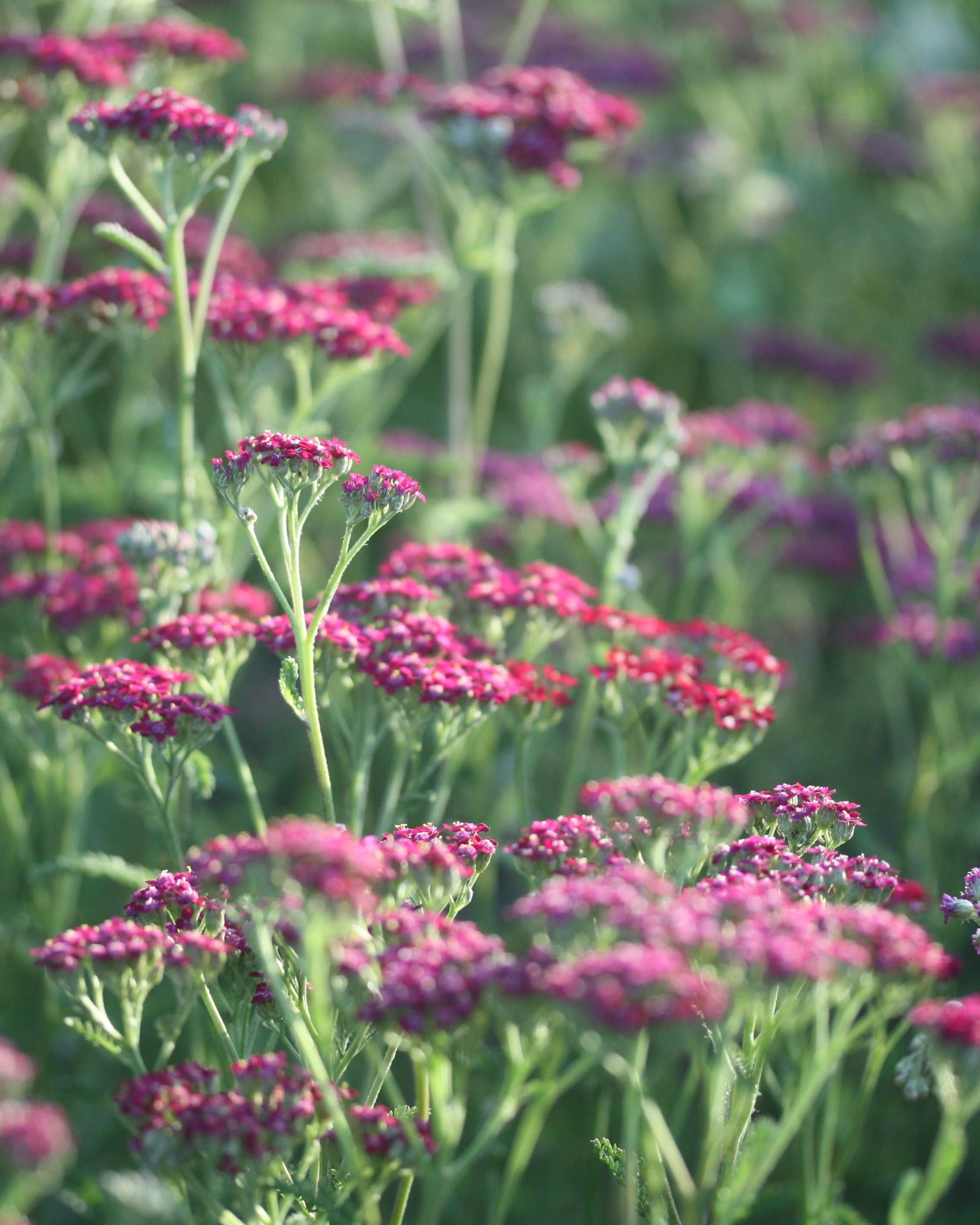 Bakkeryllik Cassis - vekstform i hagen