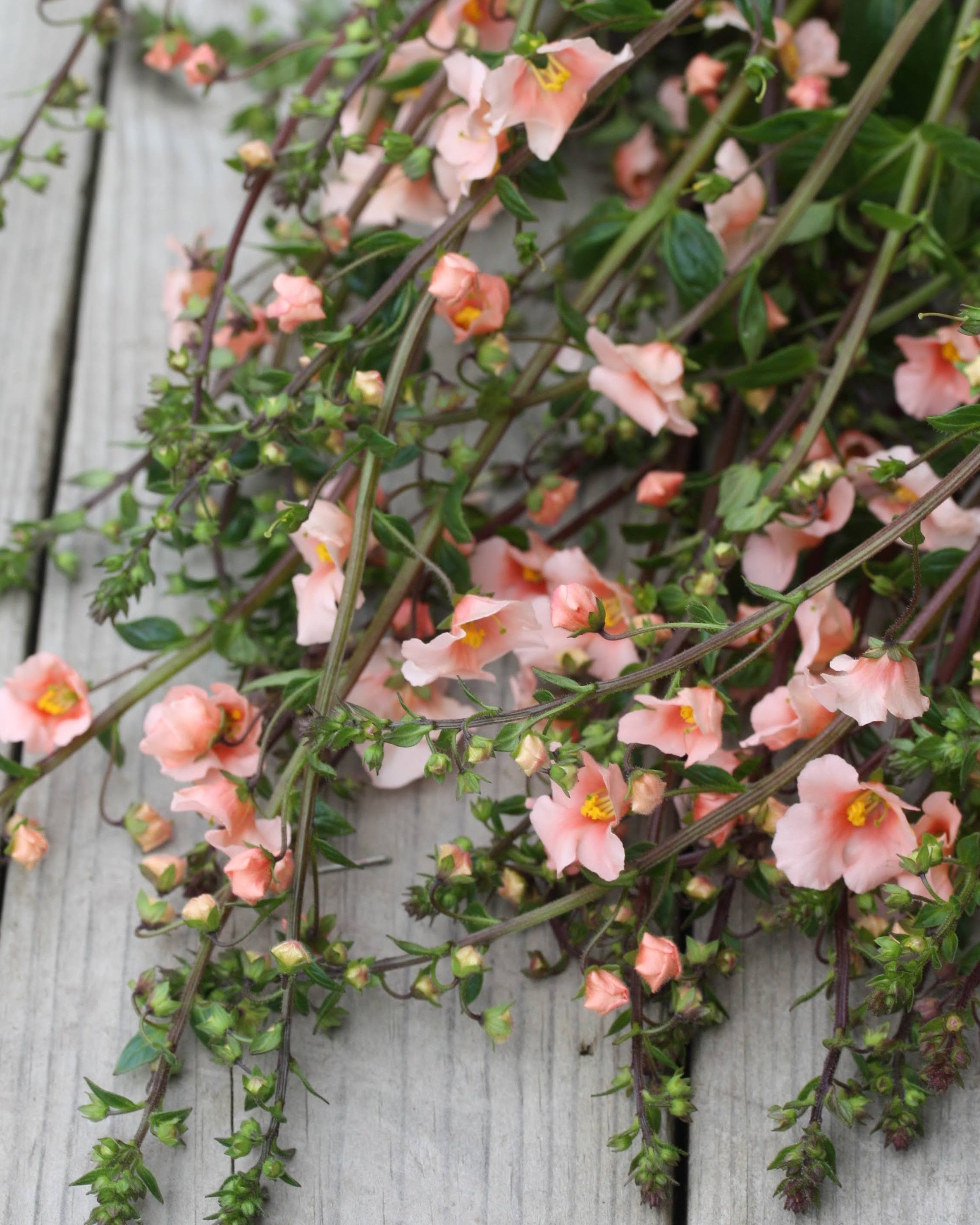 Alonsoa Shell Pink plante med luftig vekstform og rosa blomster