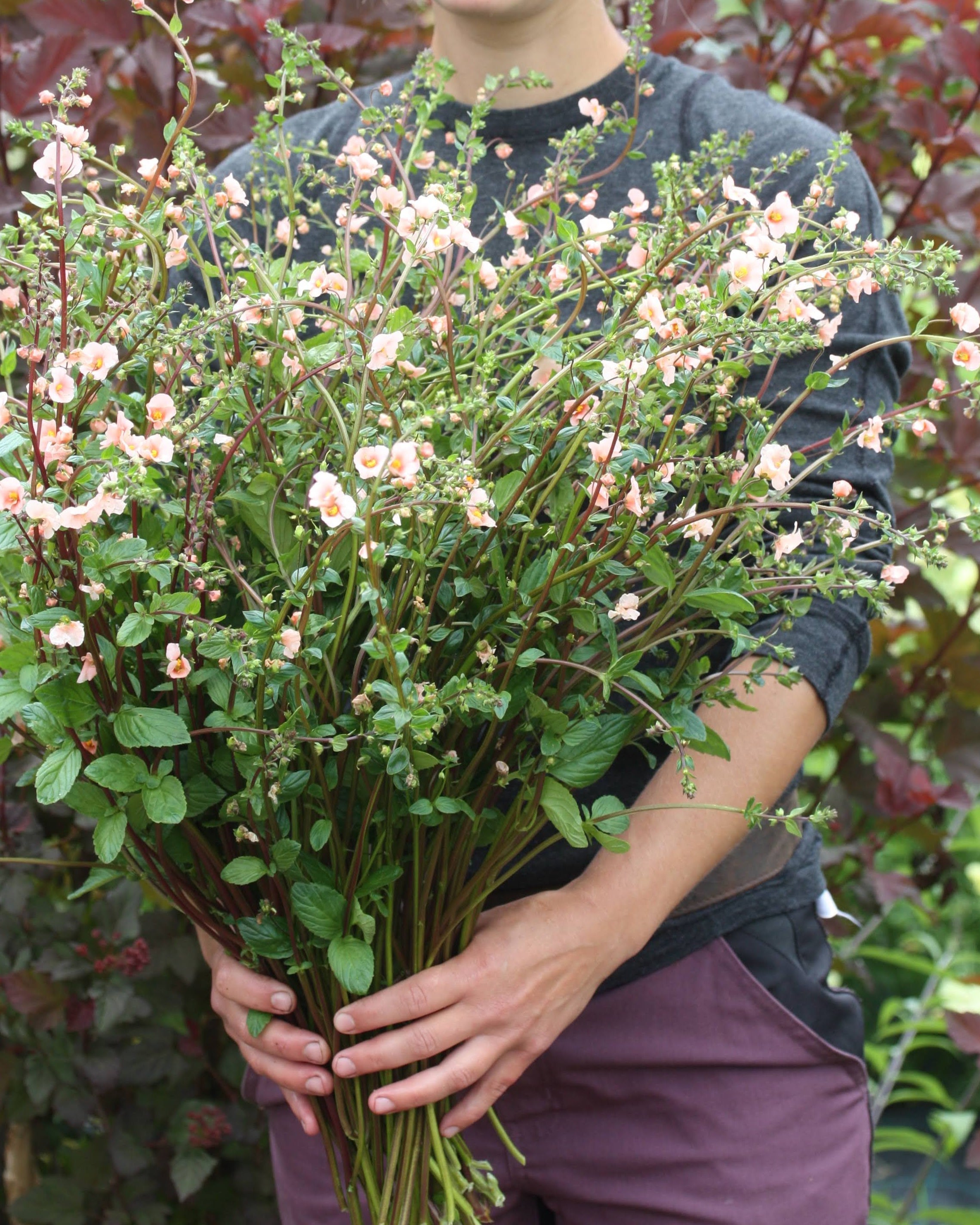 Alonsoa Shell Pink blomster med karakteristisk skjellrosa farge