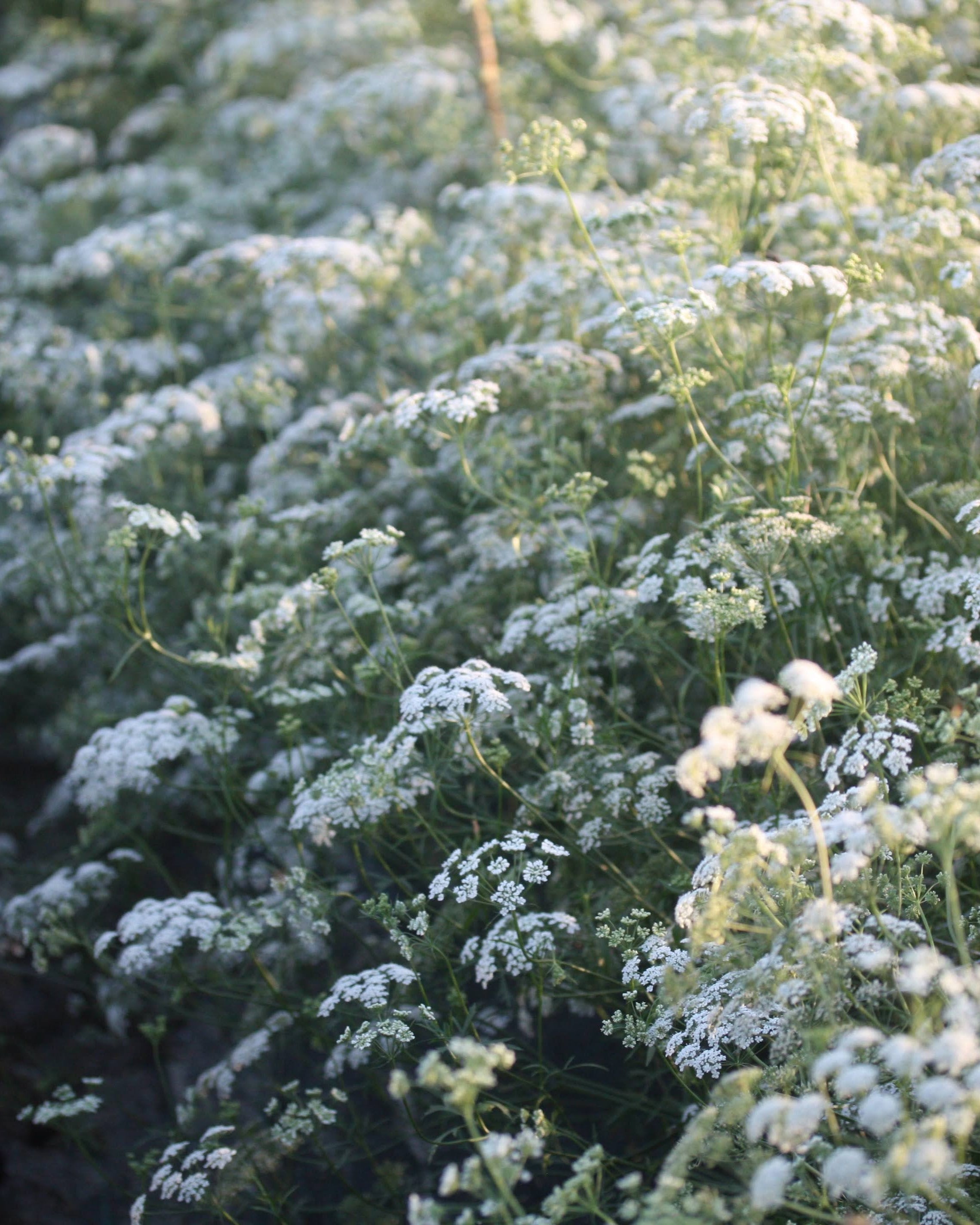 Ammi majus Queen of Africa i hagen med flere blomsterskjermer