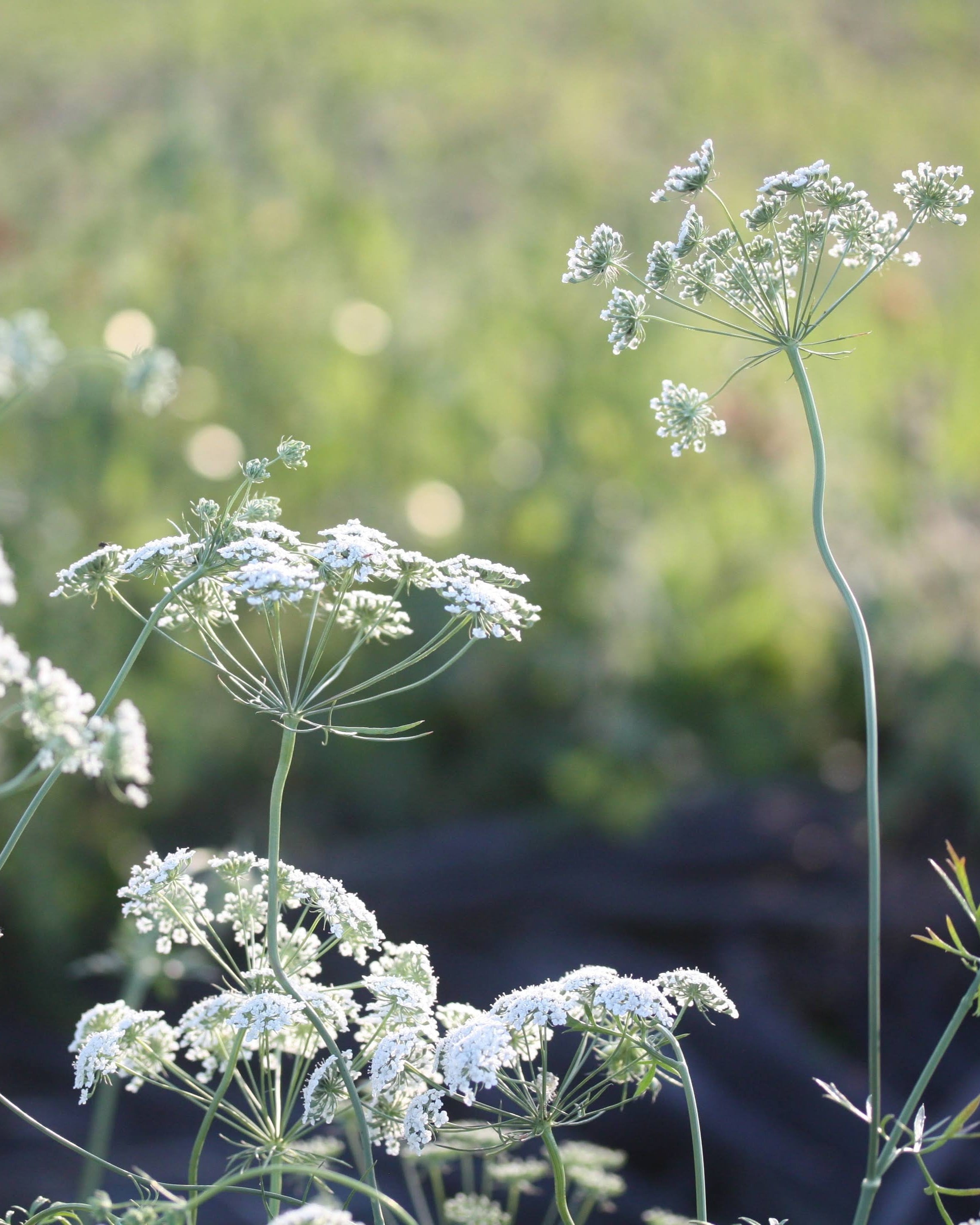Ammi majus Queen of Africa i hagen med flere blomsterskjermer