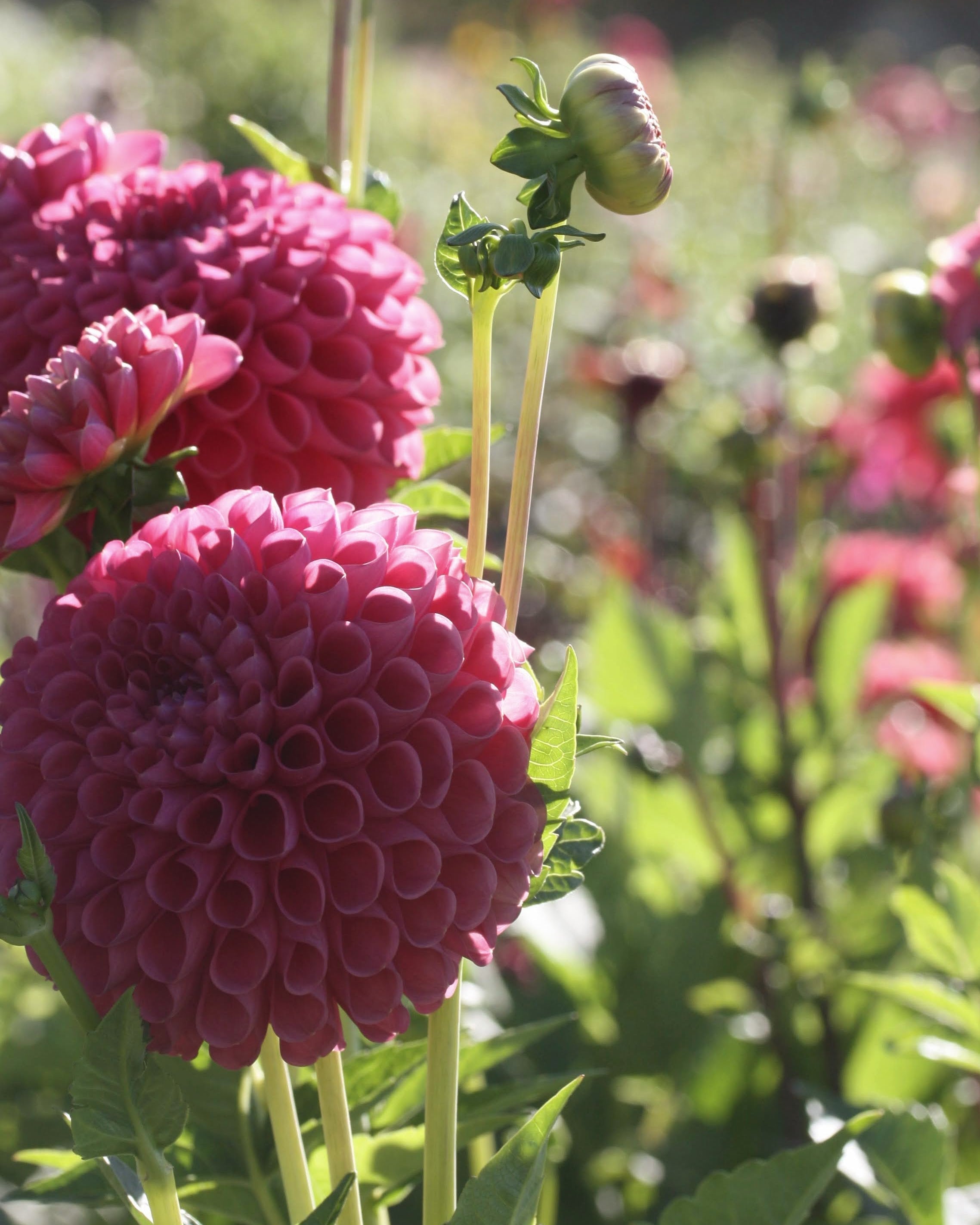Georgine Isabel ballgeorgine med tett, rund blomsterform