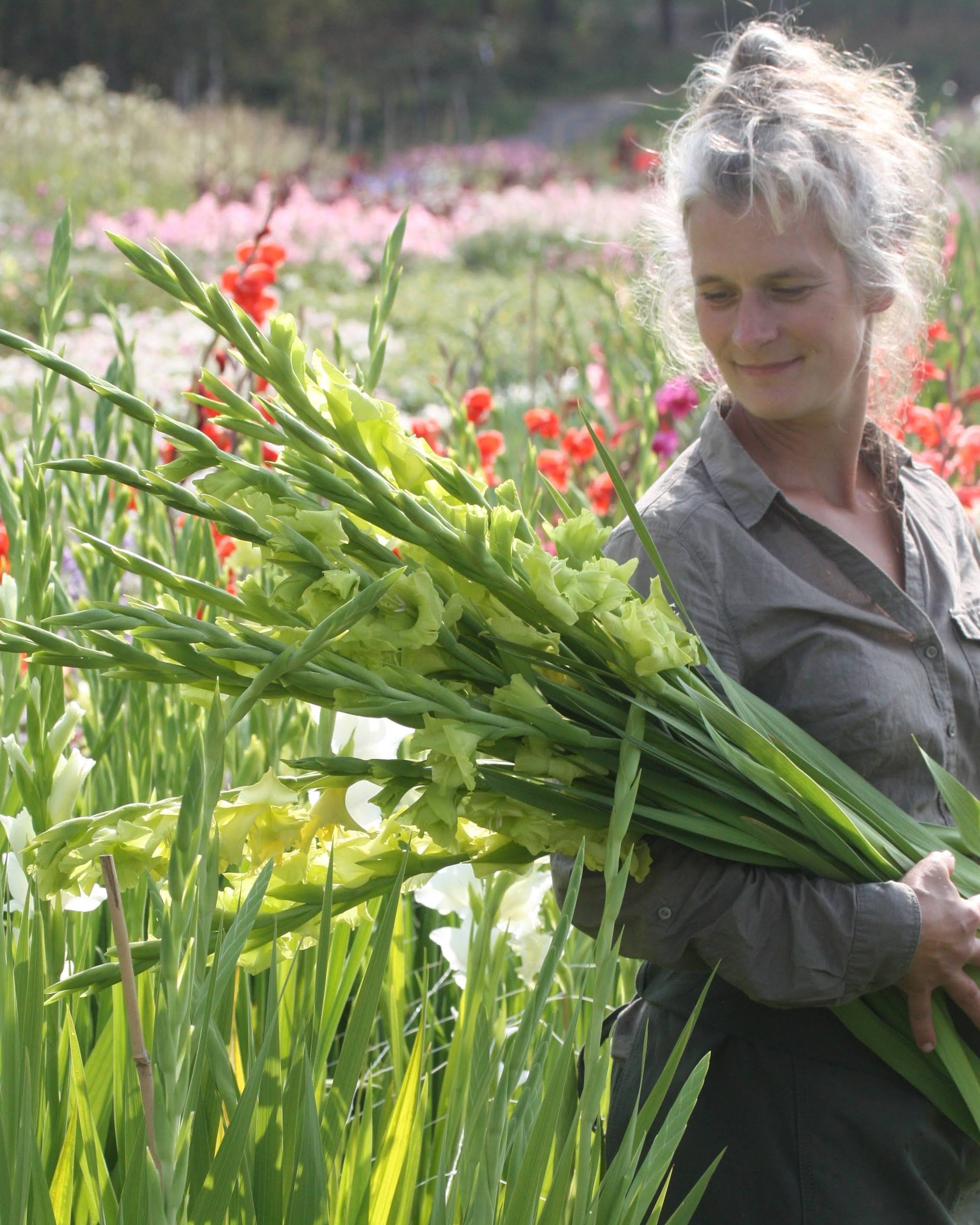 Gladiol Green Star frisk grønn gladiol med lett stjerneformet uttrykk