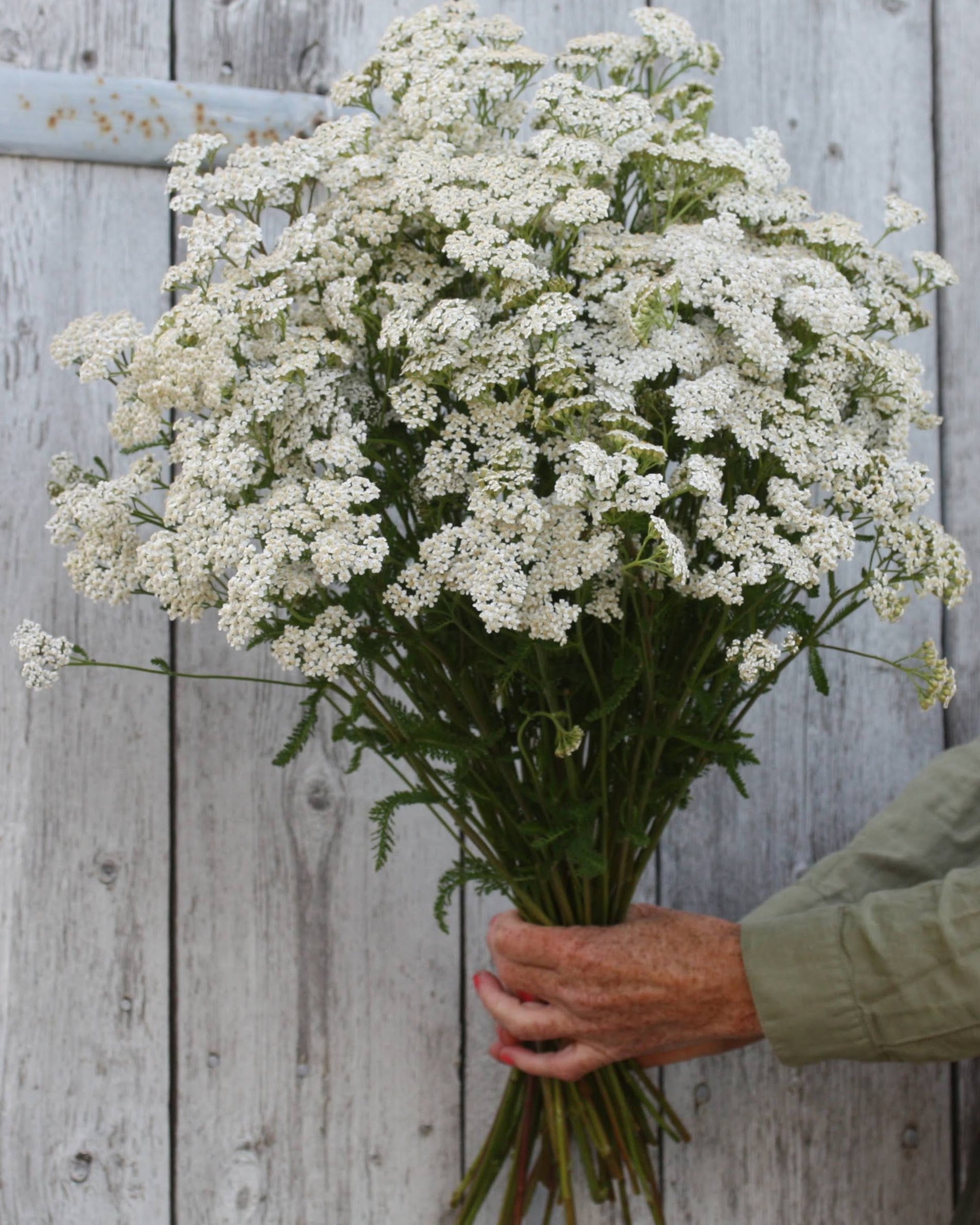 Bakkeryllik Proa - snehvite skjermblomster
